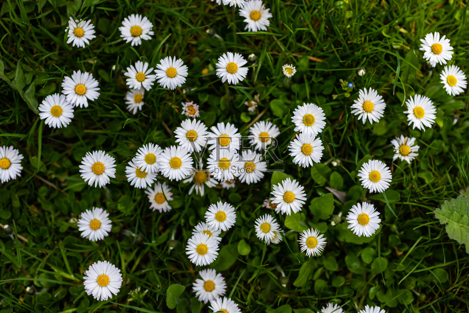 白色的雏菊簇拥在绿色的草坪上。春花背景照片摄影图片