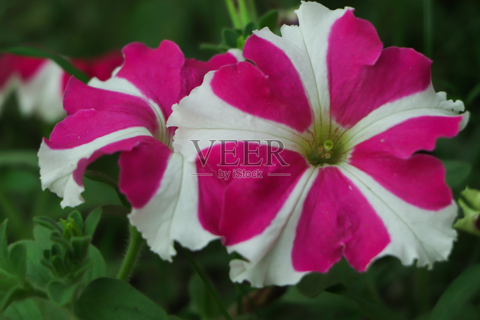 星形矮牵牛花的特写与复制空间照片摄影图片