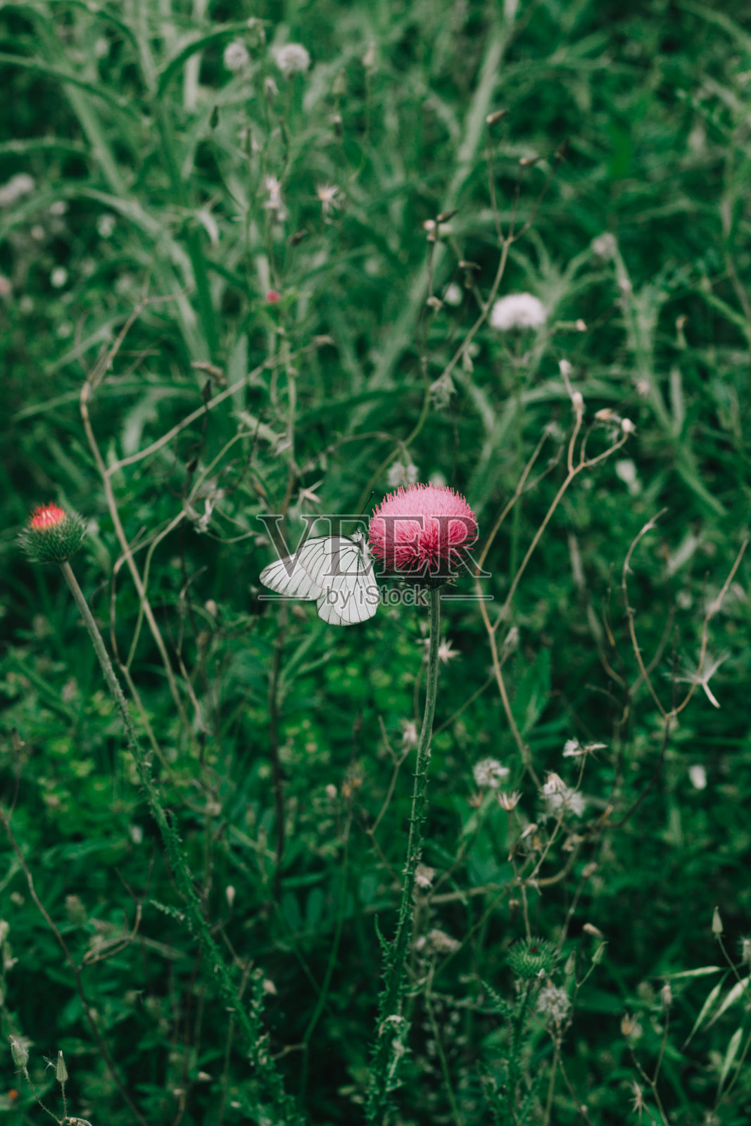 粉红刚毛花，azami花照片摄影图片