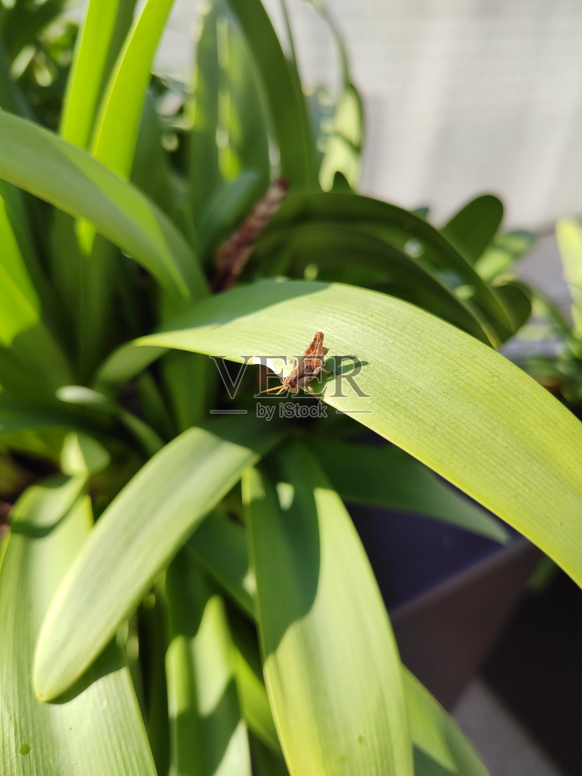 蝗虫照片摄影图片