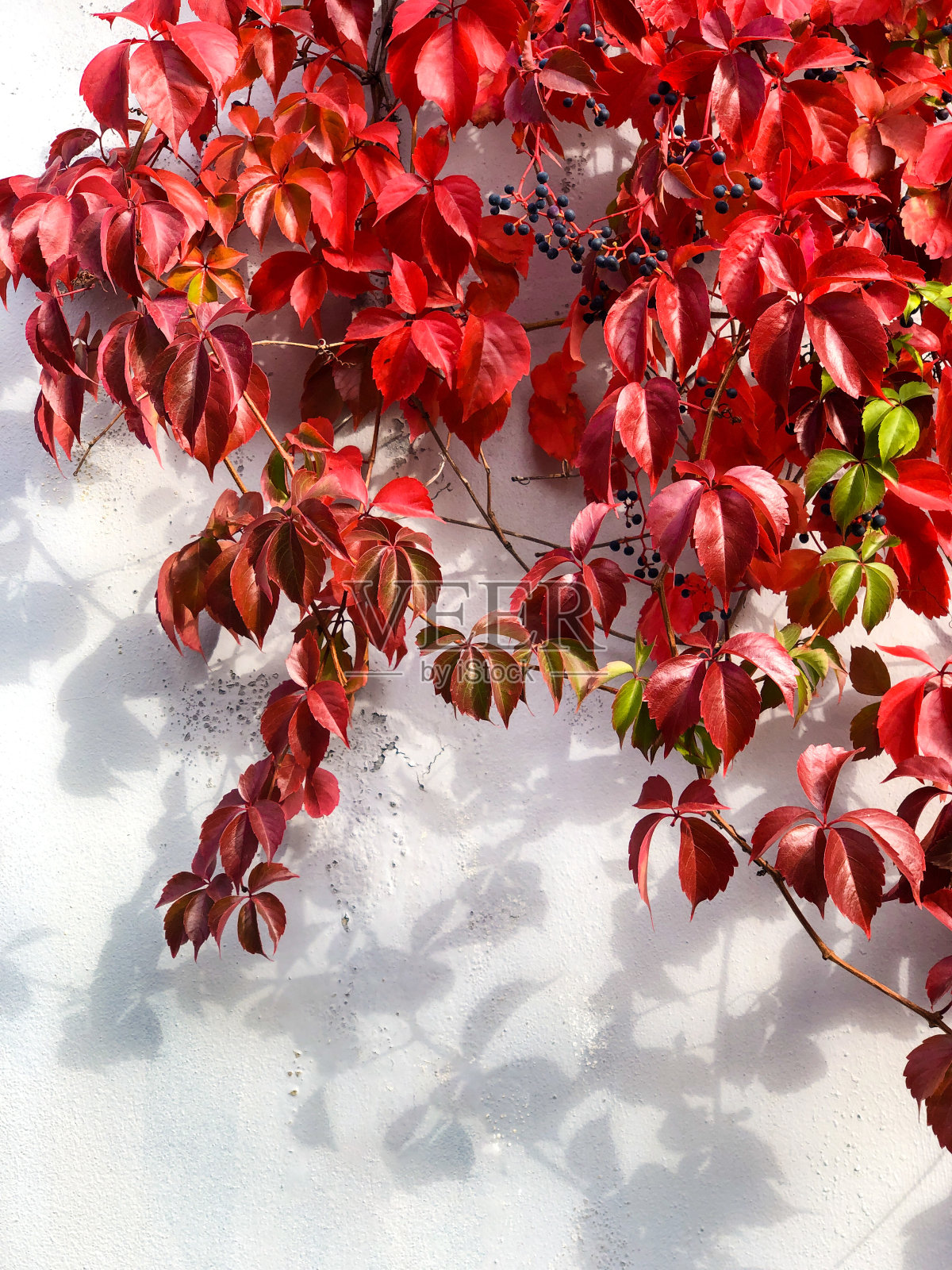 野葡萄红的秋叶衬着白墙照片摄影图片