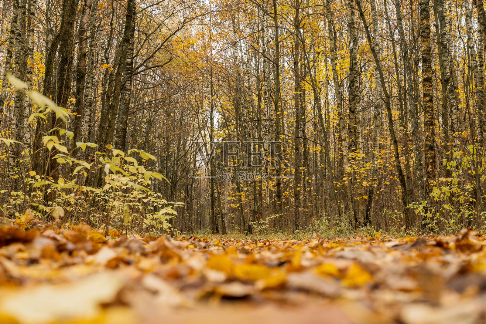 秋天的森林里，小路上金黄的落叶落在地上照片摄影图片