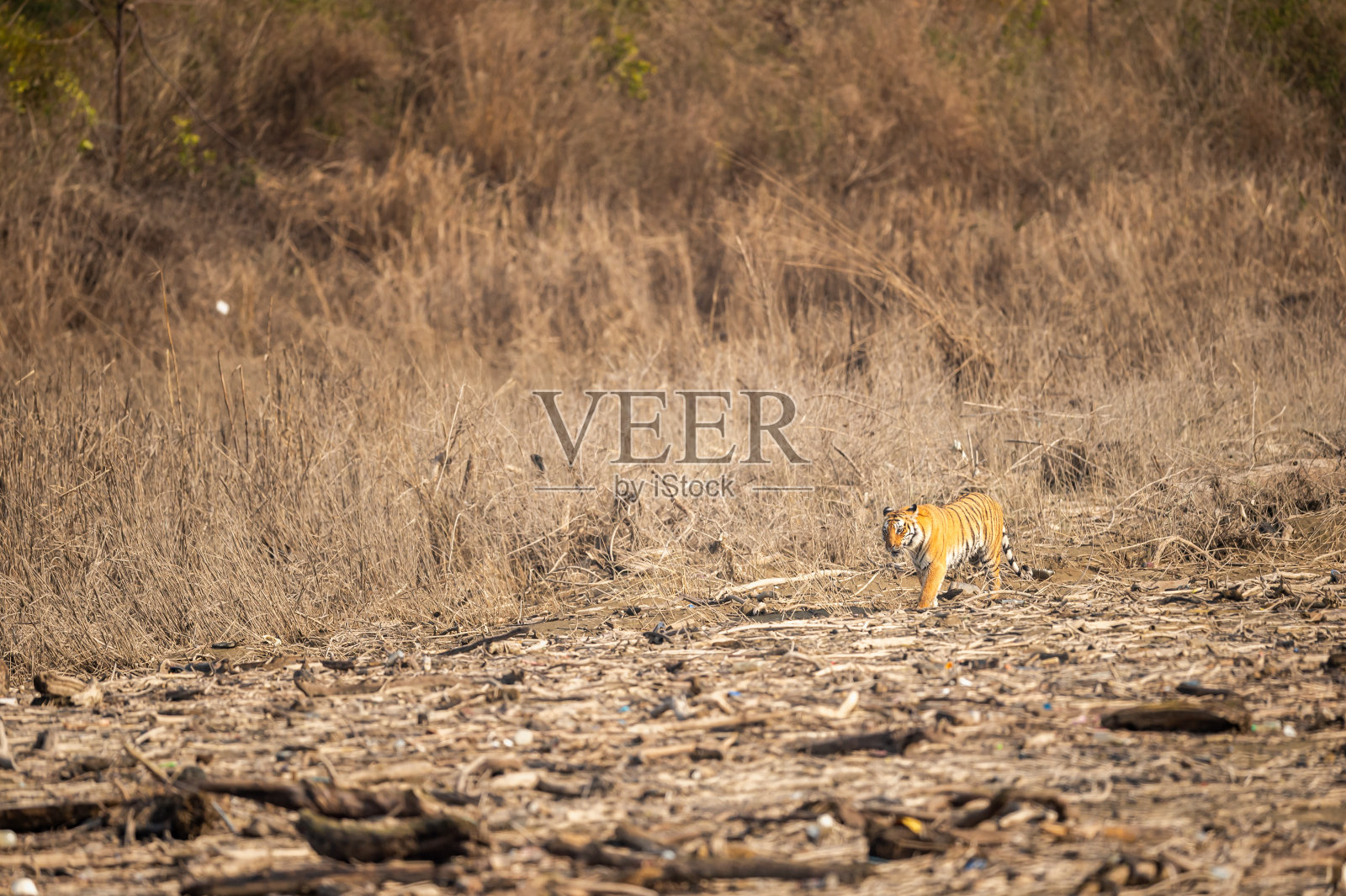 在印度北阿坎德邦吉姆·科比特国家公园老虎保护区的迪卡拉区，野生孟加拉雌虎或底格里斯虎正在散步或在领地上散步照片摄影图片