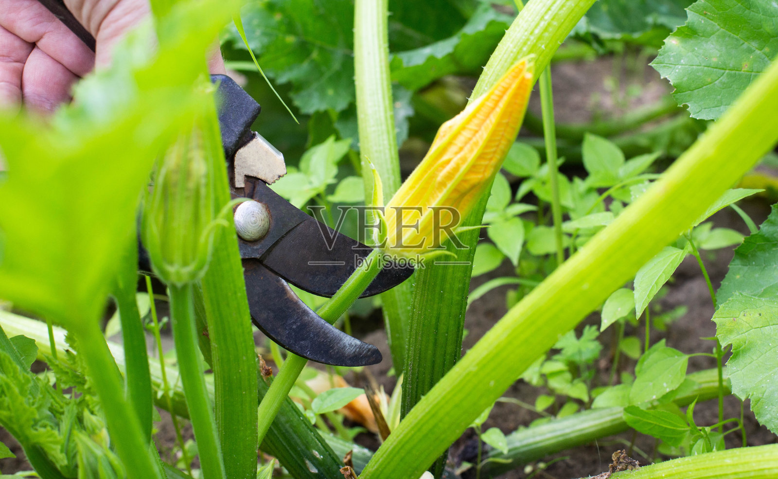 在乡下的西葫芦植物上剪空的花。植物中的废花。照片摄影图片