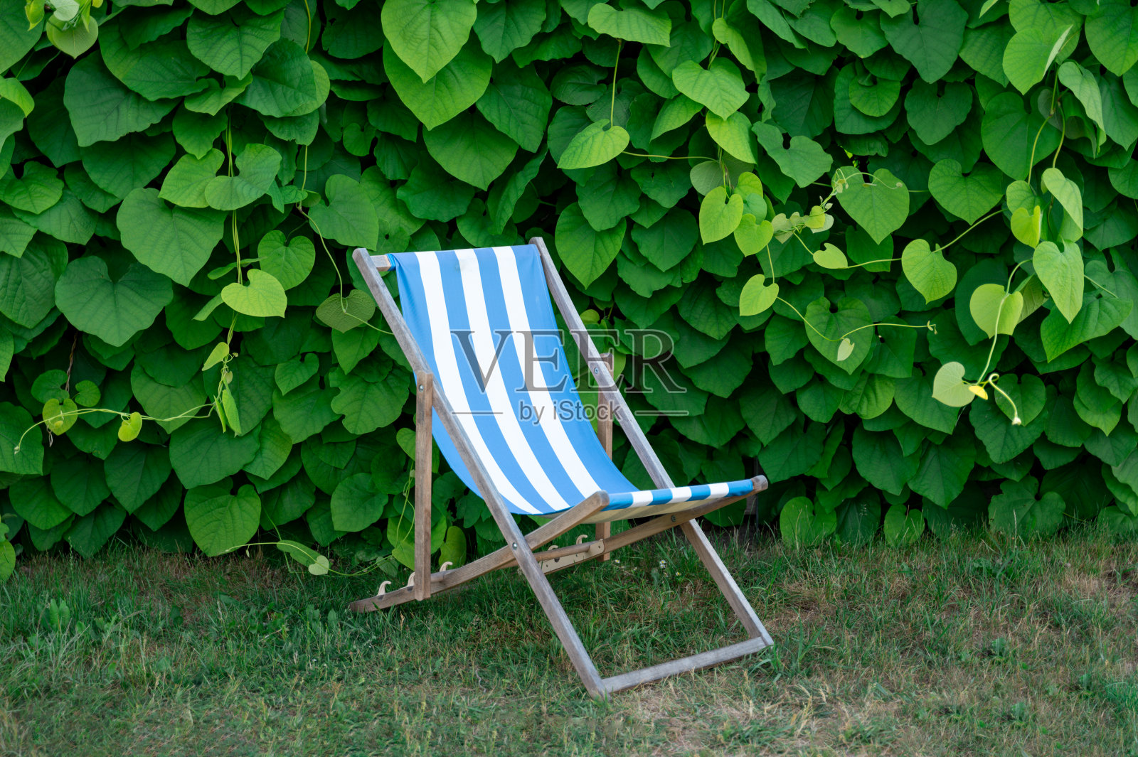 躺椅立在靠近植物墙的草地上照片摄影图片