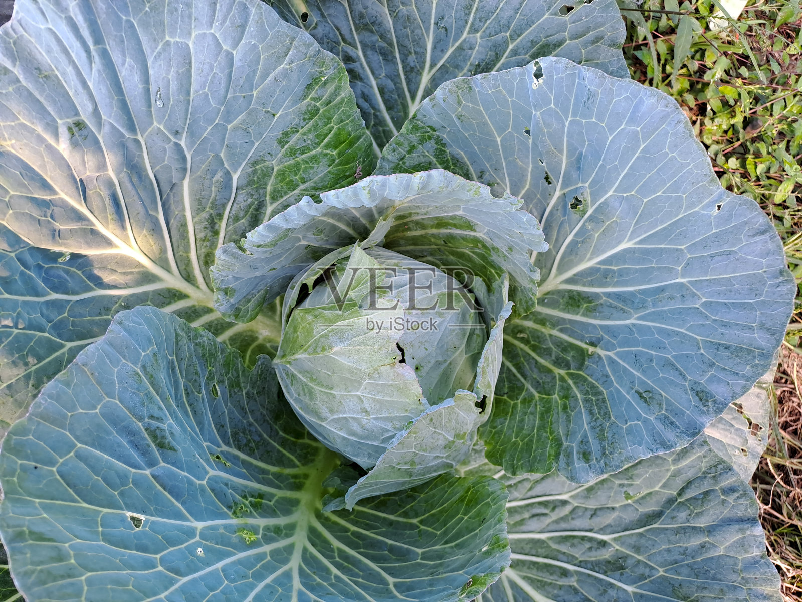 卷心菜生长在农民的田地里照片摄影图片