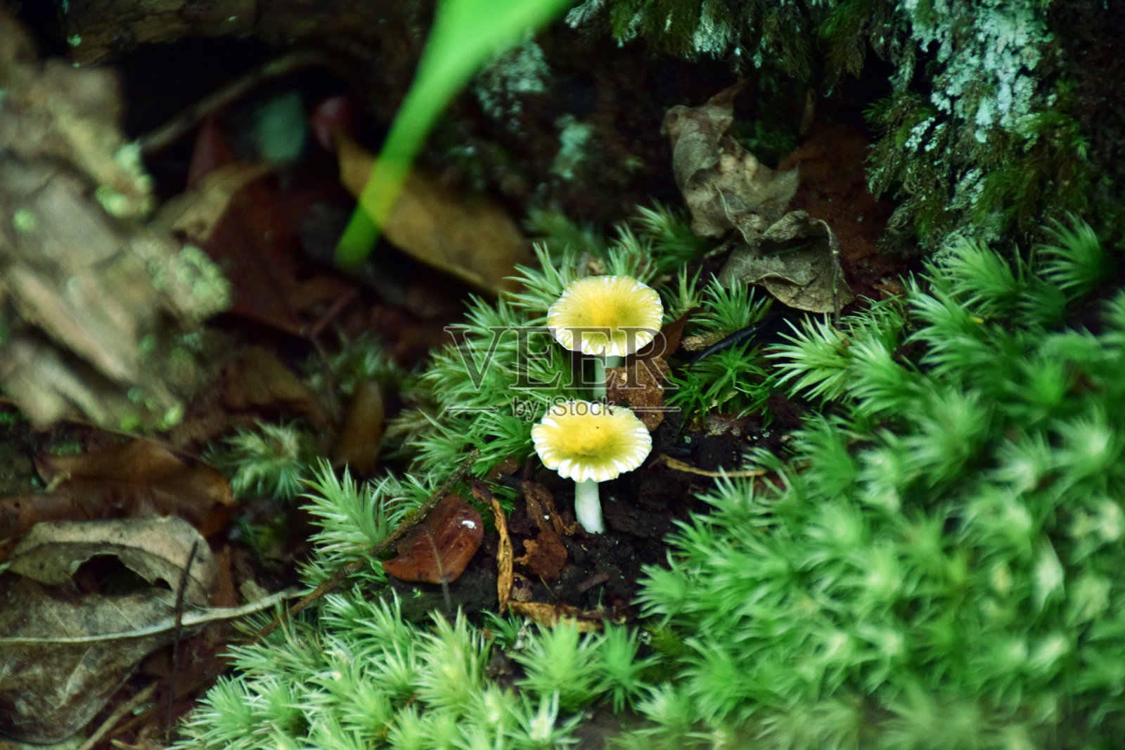 森林里的小黄蘑菇照片摄影图片