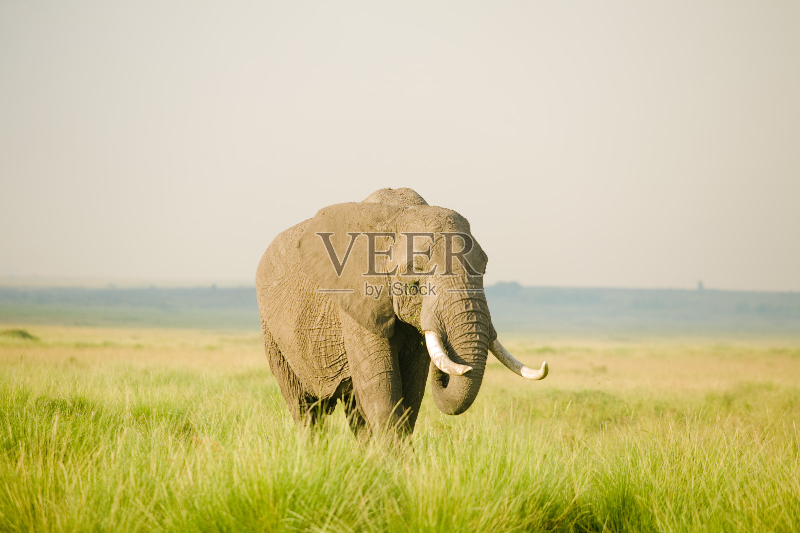 日落的非洲象照片摄影图片