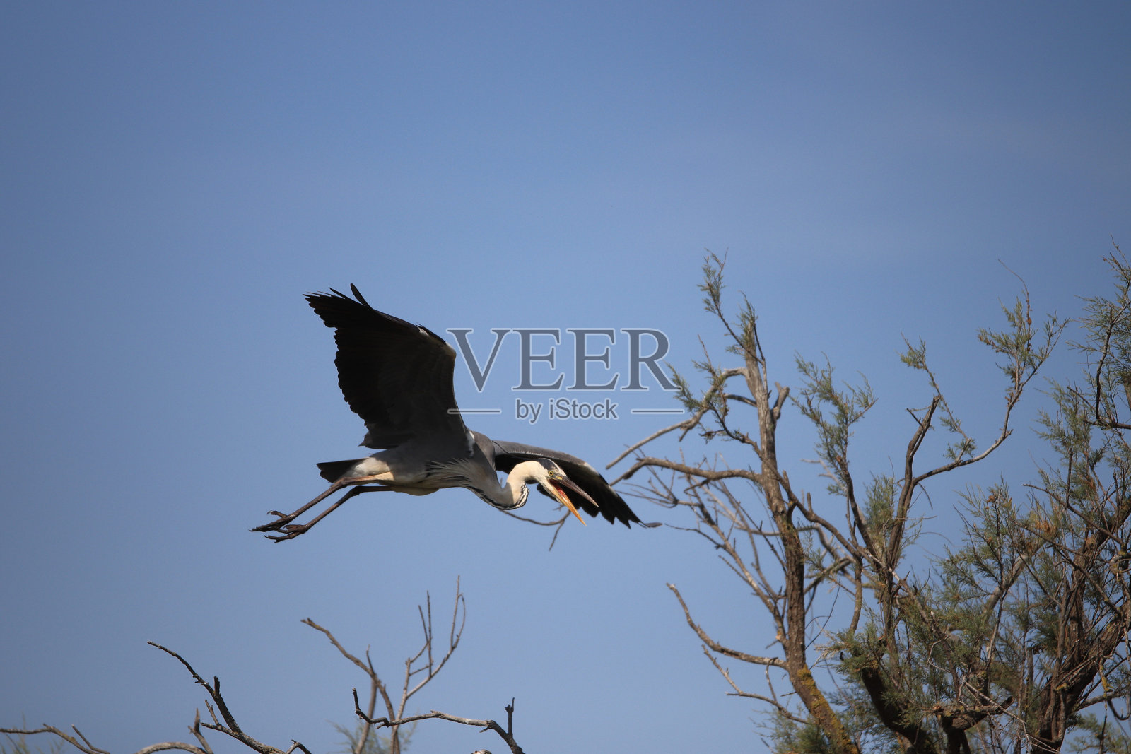 鸟照片摄影图片