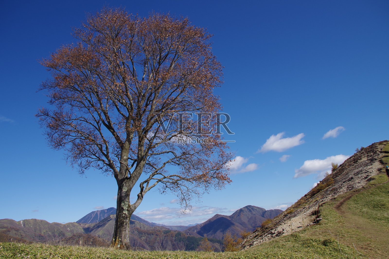 中仓山的孤独山毛榉树照片摄影图片