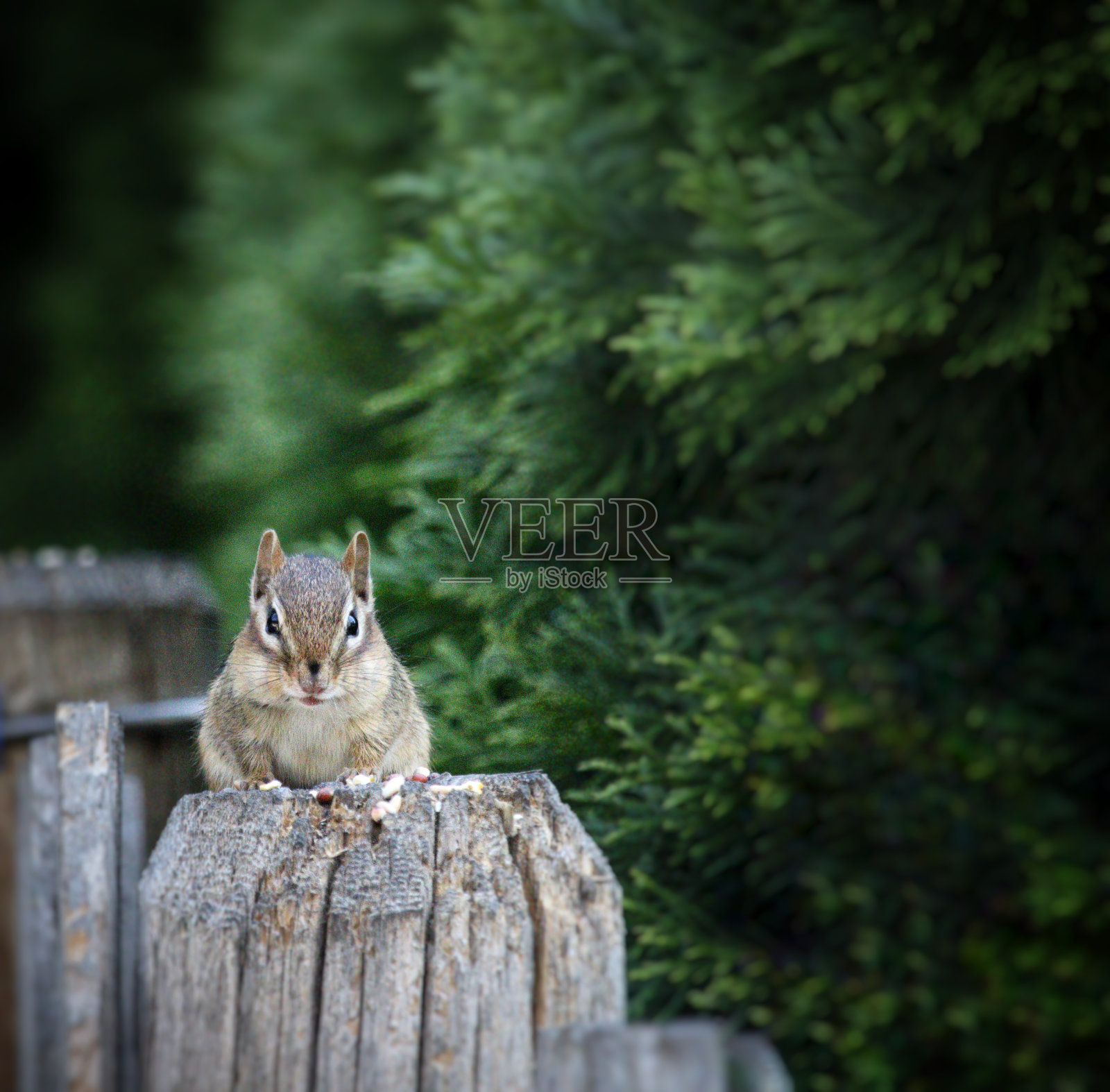 花栗鼠观察，带黑色晕影照片摄影图片