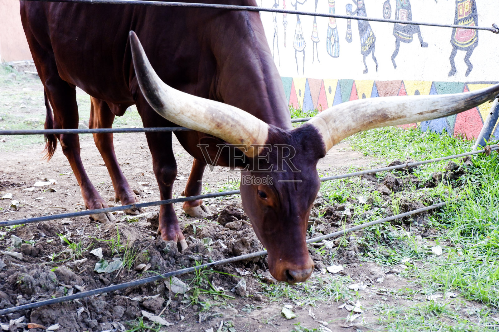 下午长角在笼子里进食的选择性焦点。照片摄影图片