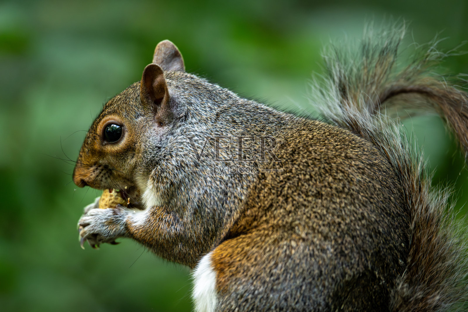 一只灰色松鼠在绿色背景下吃坚果的特写镜头照片摄影图片