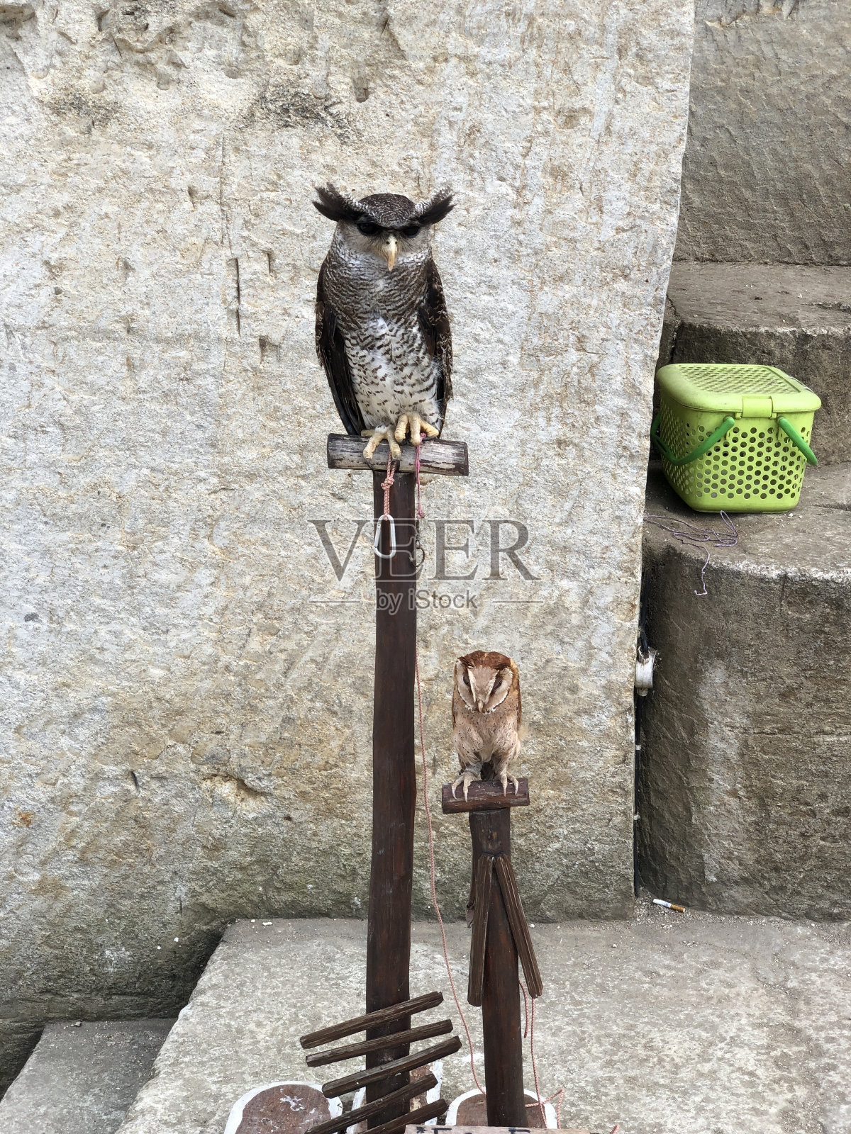 在旅游景点“工作”的猫头鹰照片摄影图片