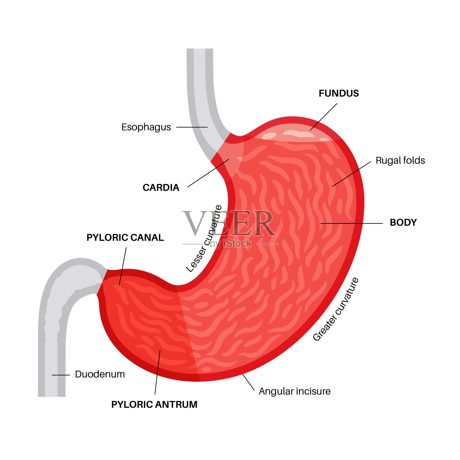 胃切片图插画图片素材