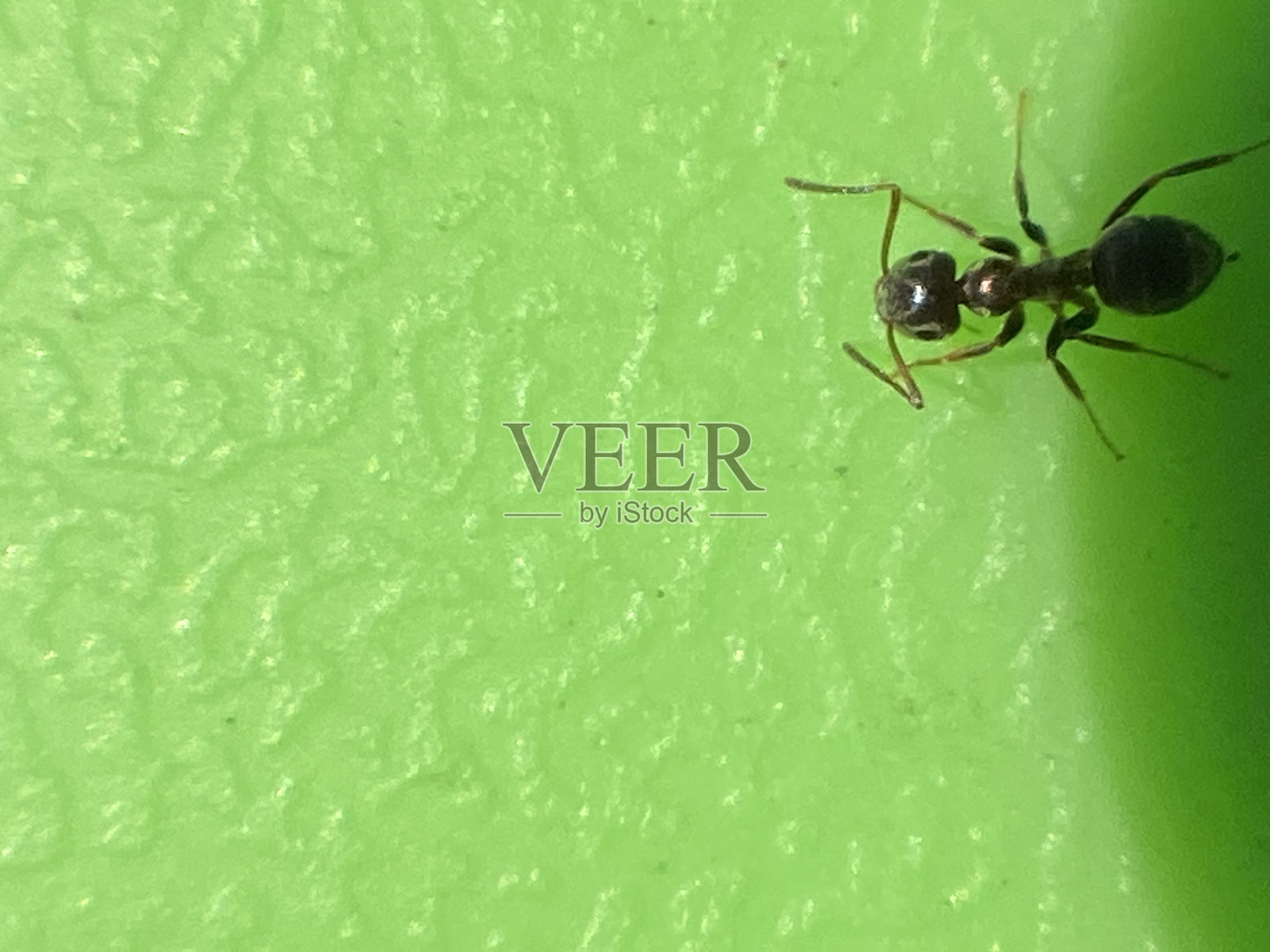 一只黑蚂蚁的特写照片摄影图片