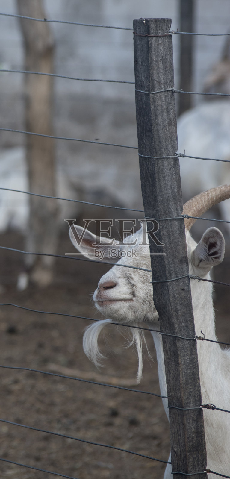 山羊在农场的畜栏里照片摄影图片
