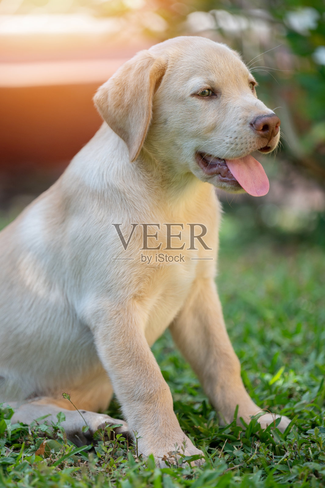 坐着的拉布拉多小狗照片摄影图片