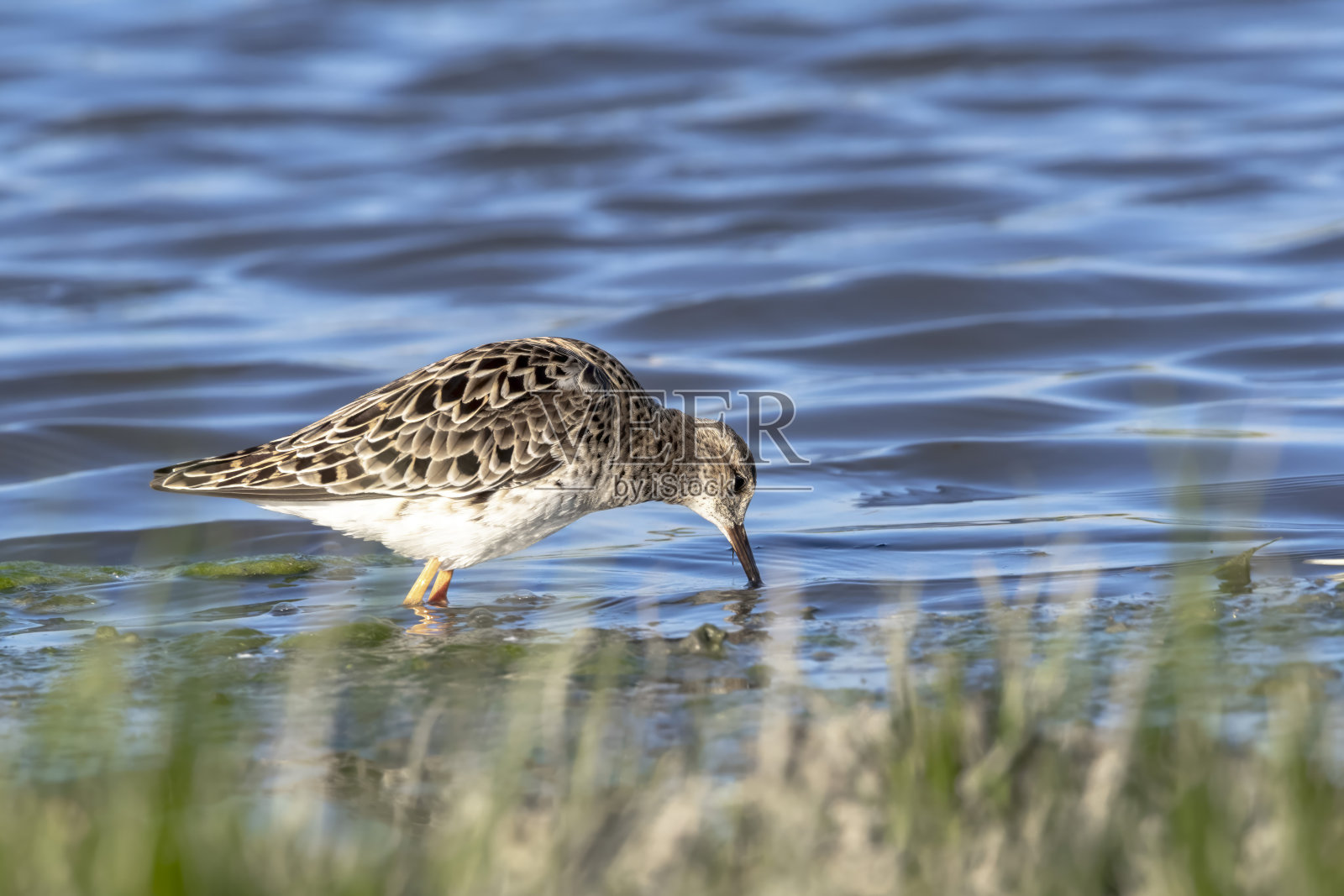 在沼泽中寻找食物的斑鸠照片摄影图片