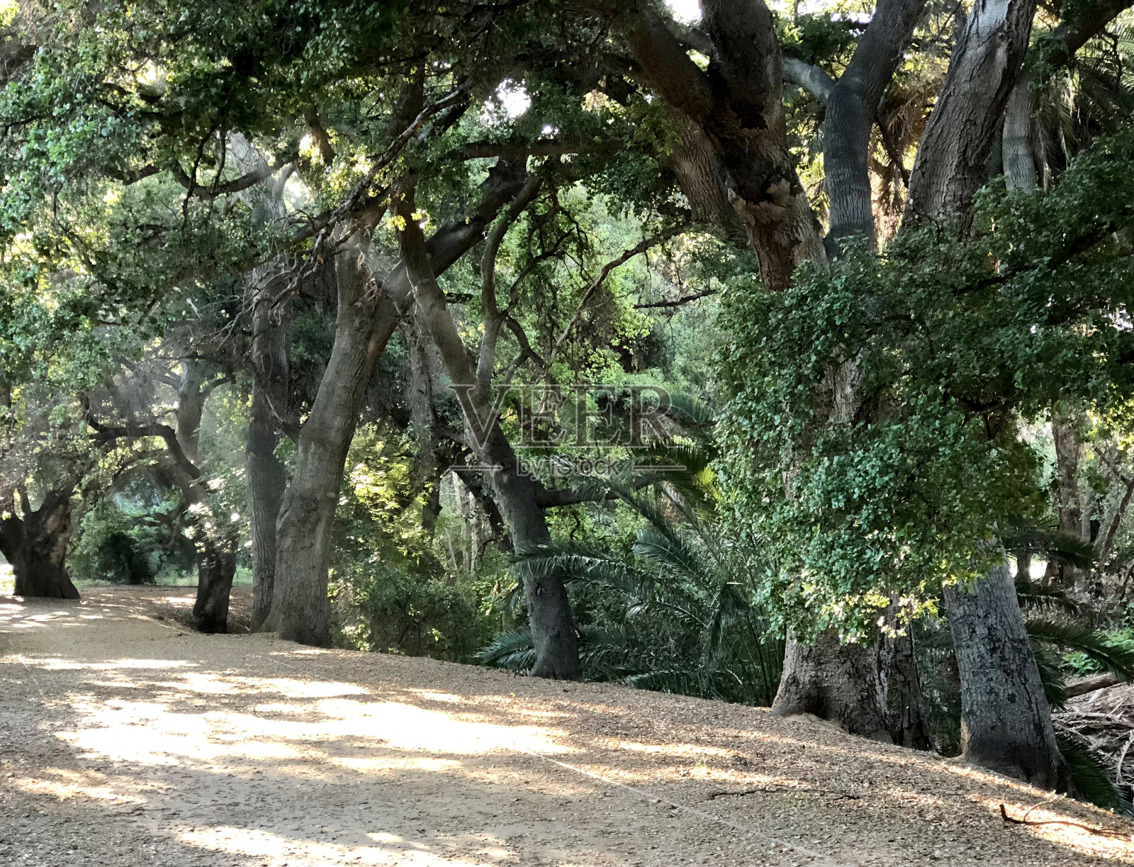 橡树森林照片摄影图片