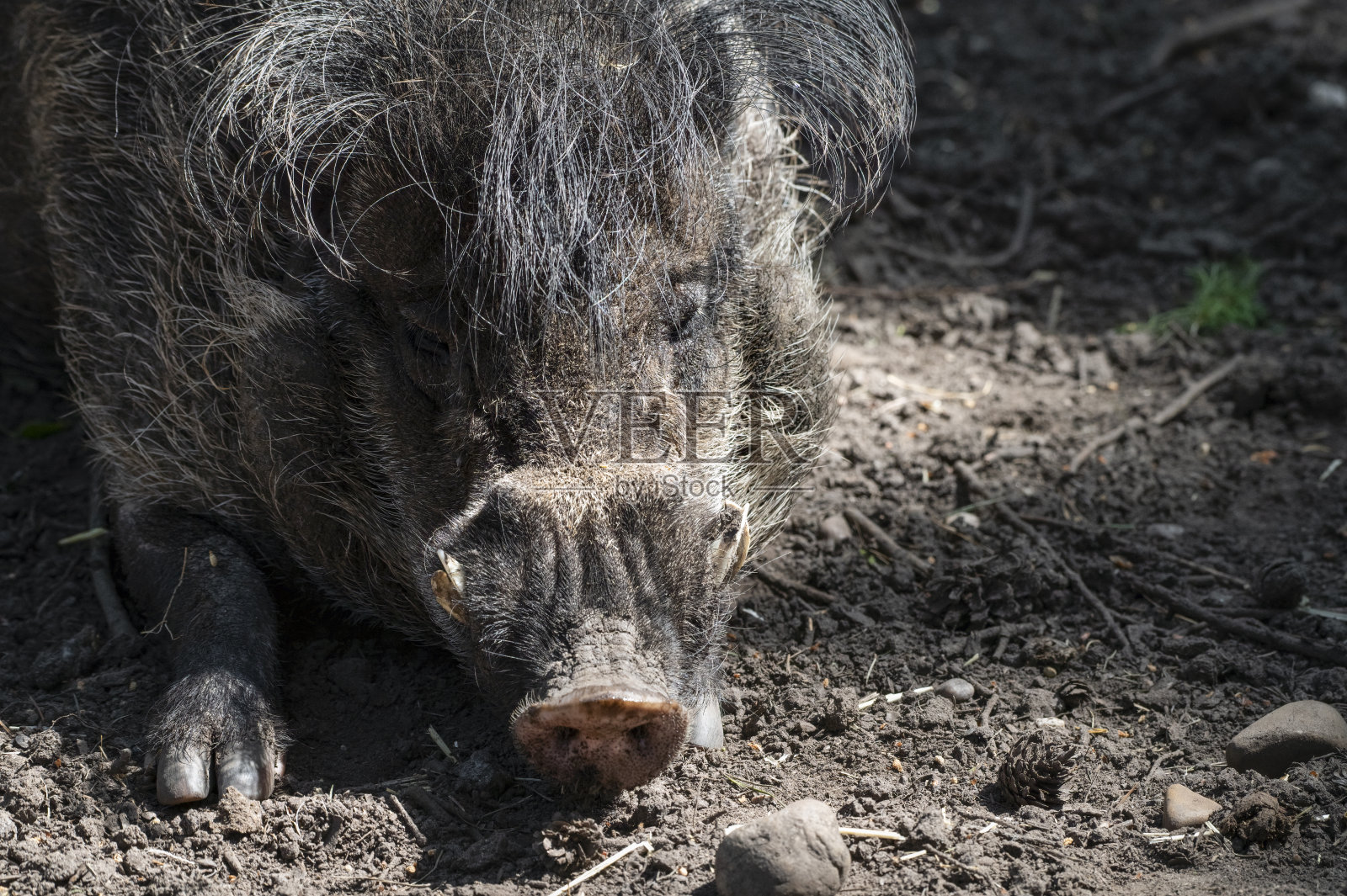 维萨扬疣猪照片摄影图片