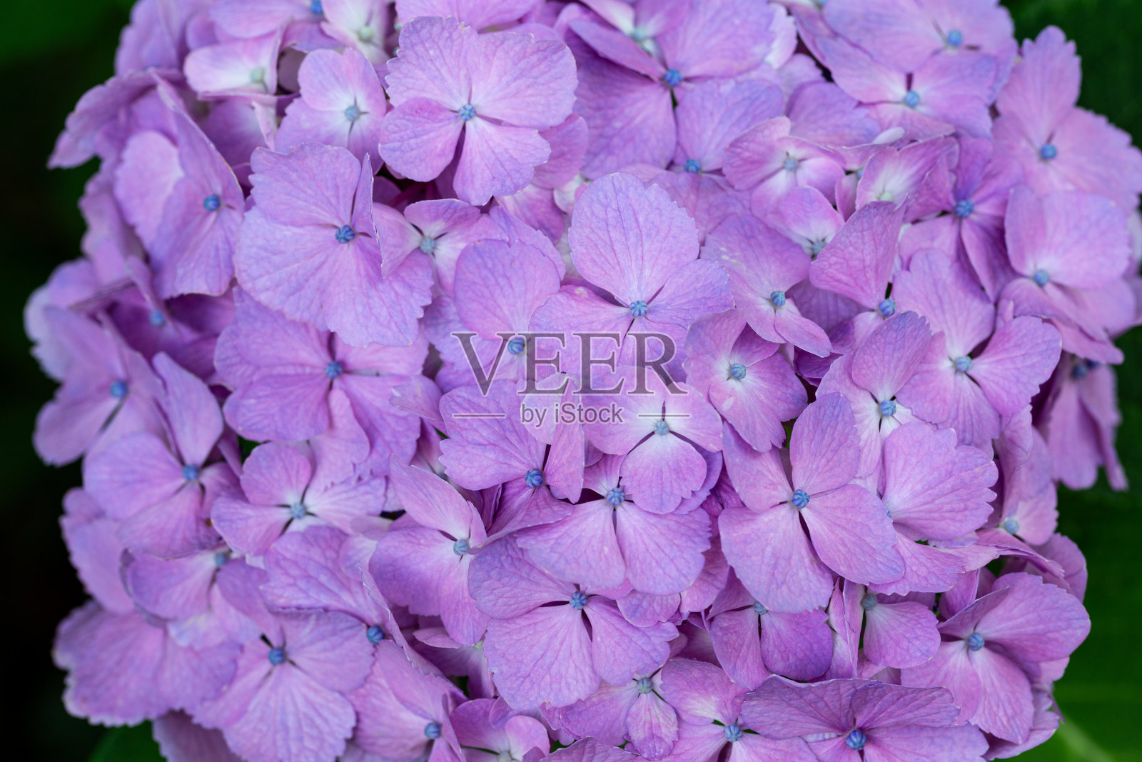 淡紫色的绣球花在初夏的花园里盛开。照片摄影图片