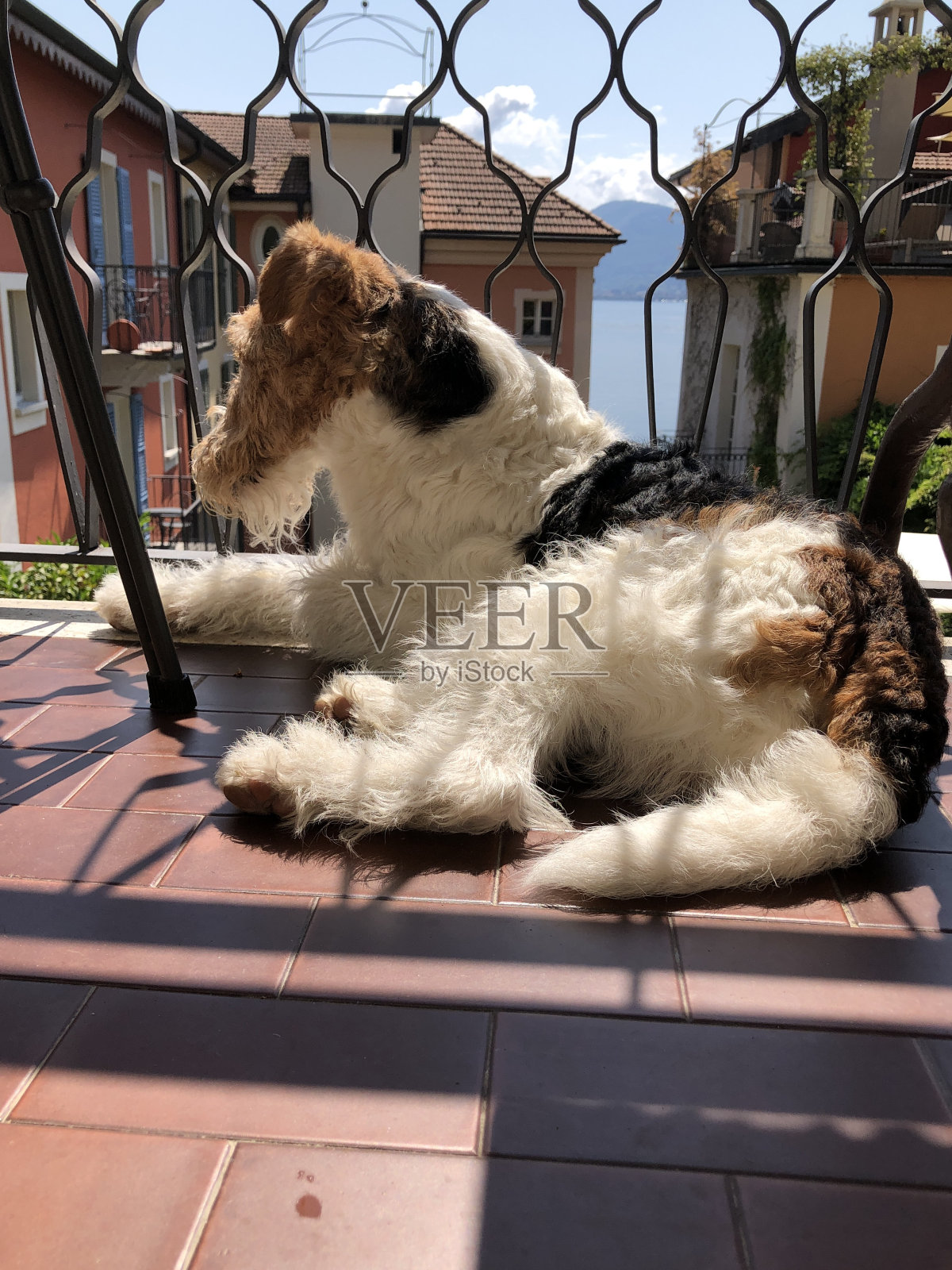 一只舒适的狗躺在阳台上照片摄影图片