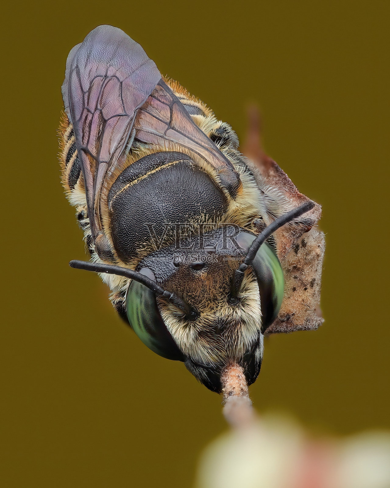 美丽的宏观图像切叶蜜蜂休息在一个小树枝上照片摄影图片
