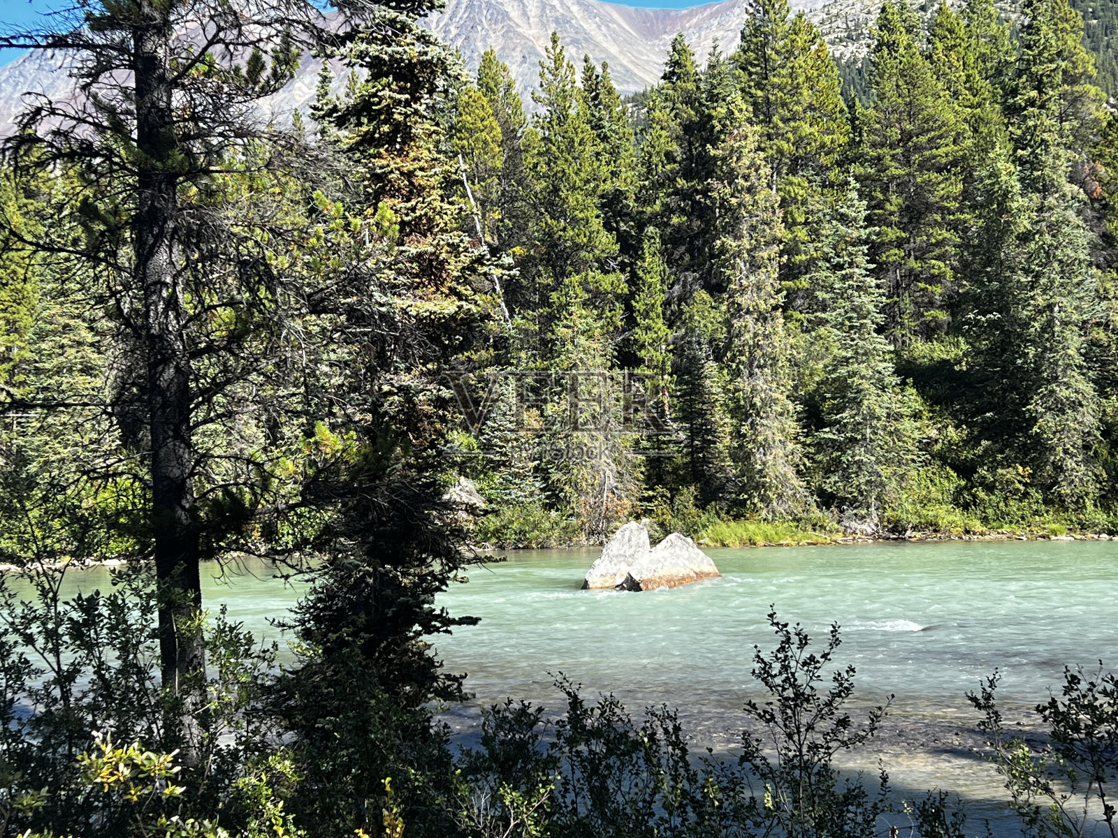 育空河森林照片摄影图片