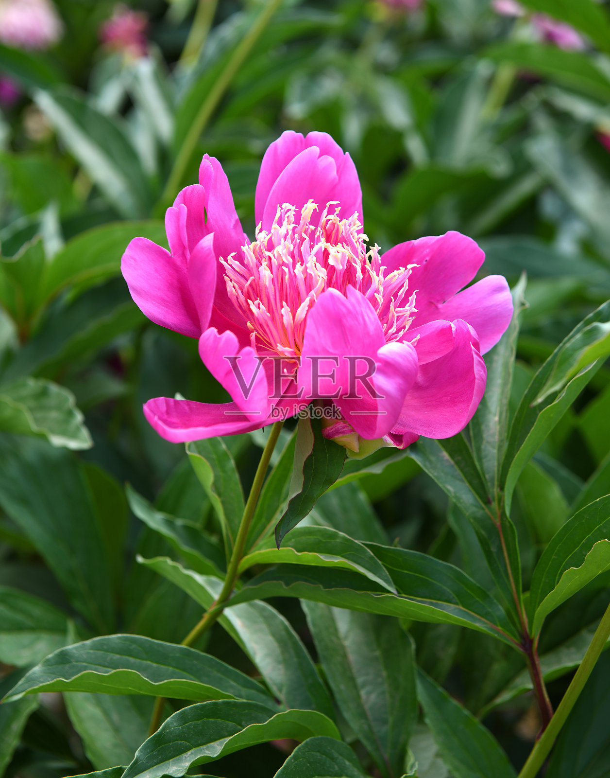 芍药击中游行，精致的日本牡丹，吸引其充满活力的粉红色花朵照片摄影图片