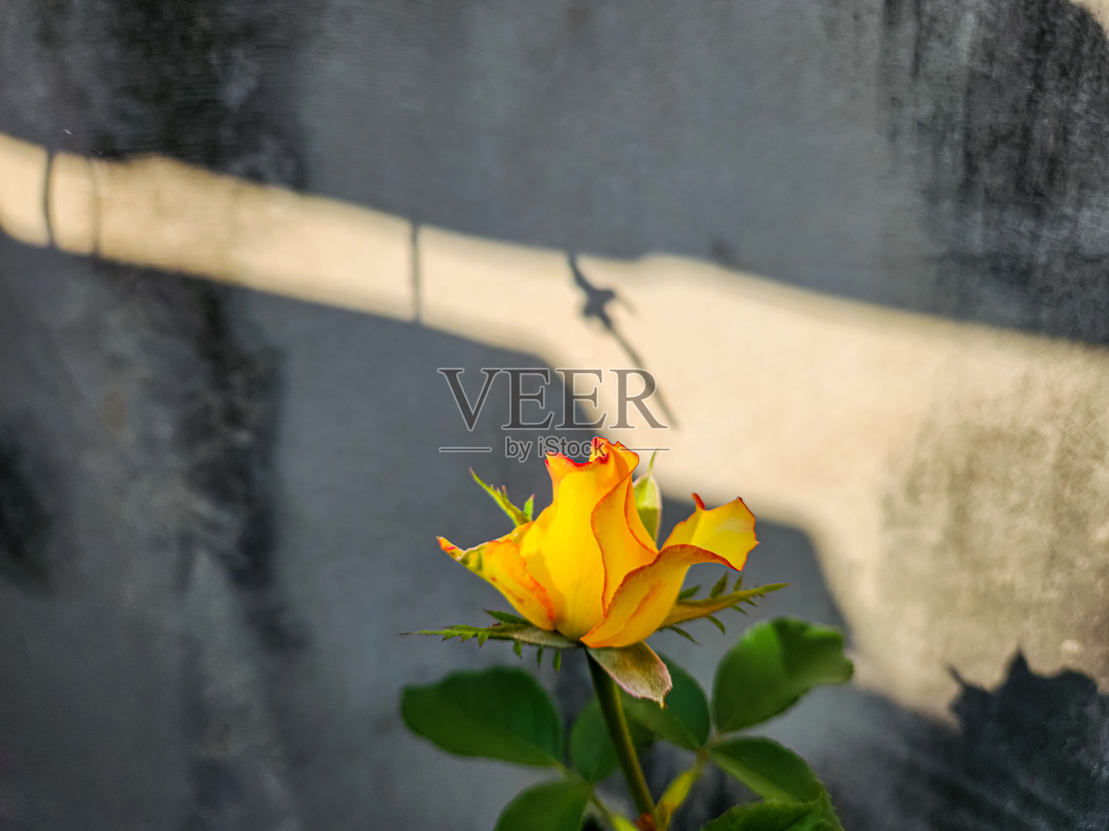 黄玫瑰照片摄影图片