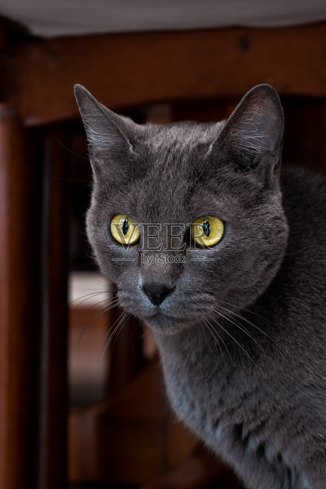 俄罗斯蓝猫，黄眼睛近距离观察照片摄影图片