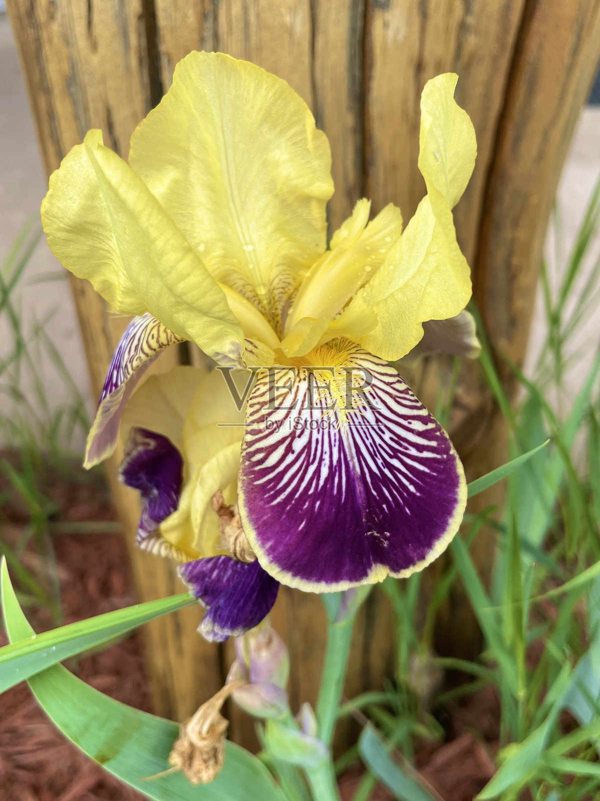 紫色的花照片摄影图片