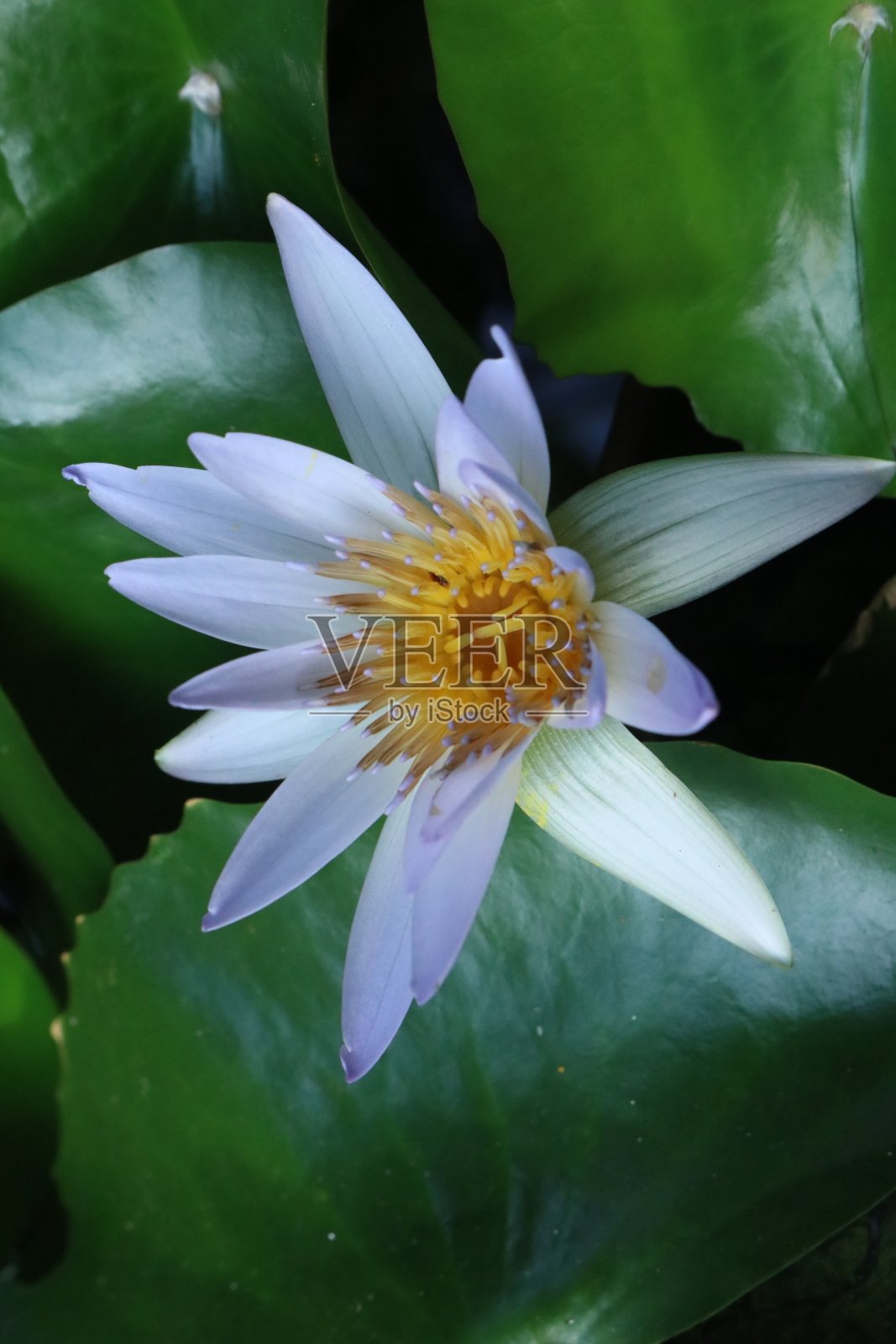 白色侏儒睡莲花特写照片照片摄影图片