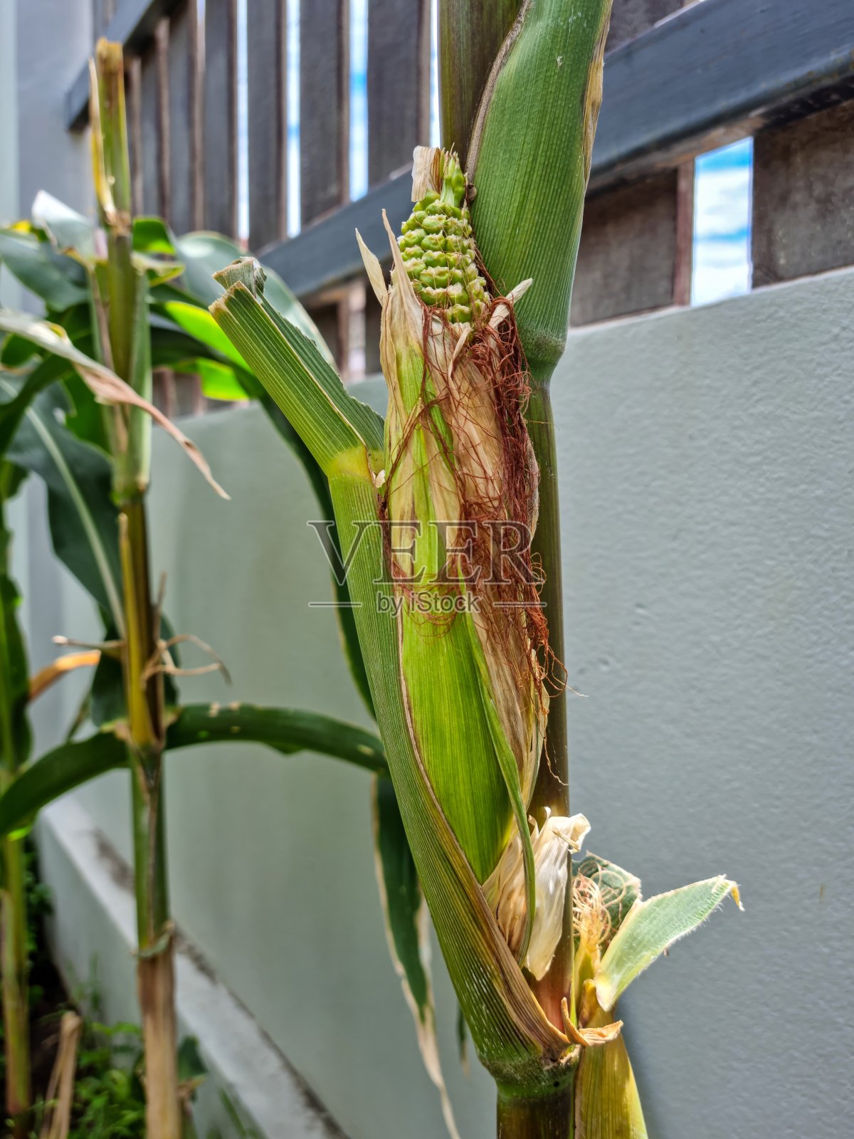 花园里玉米植株上未变黄的绿色玉米穗照片摄影图片