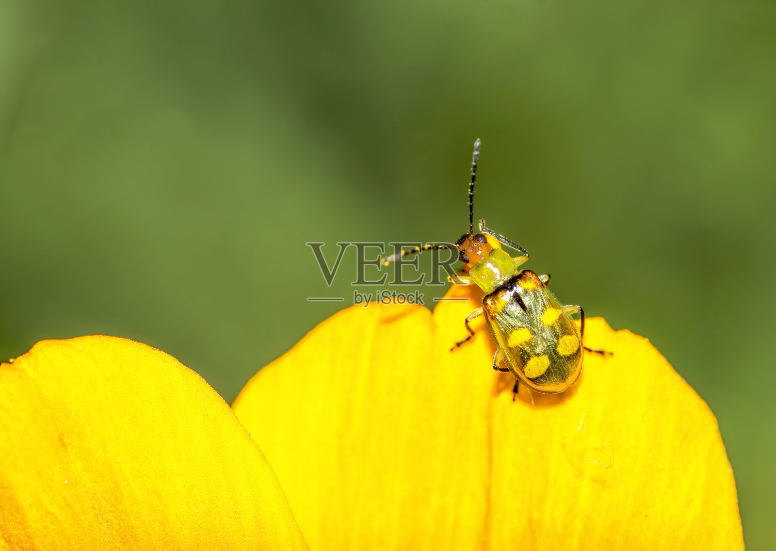 瓢虫在黄色的宇宙花上照片摄影图片