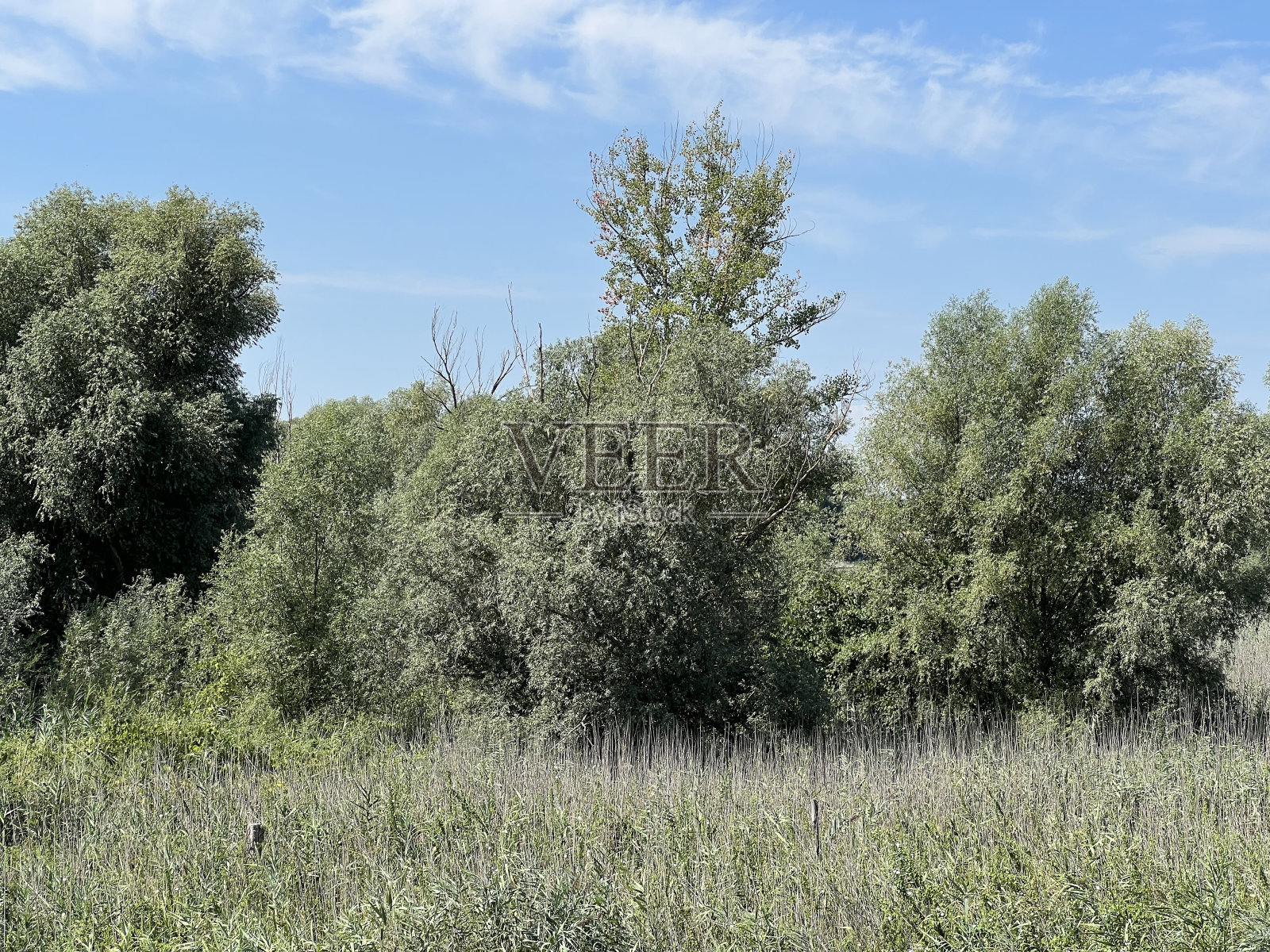 克罗地亚科帕切沃Kopacki rit自然公园的水道、洪泛平原和湿地植被(Naplavna podru<e:1> ja i movarna vegetacija u parku prirode kopa<e:1> rit -科帕切沃，赫瓦茨卡)照片摄影图片