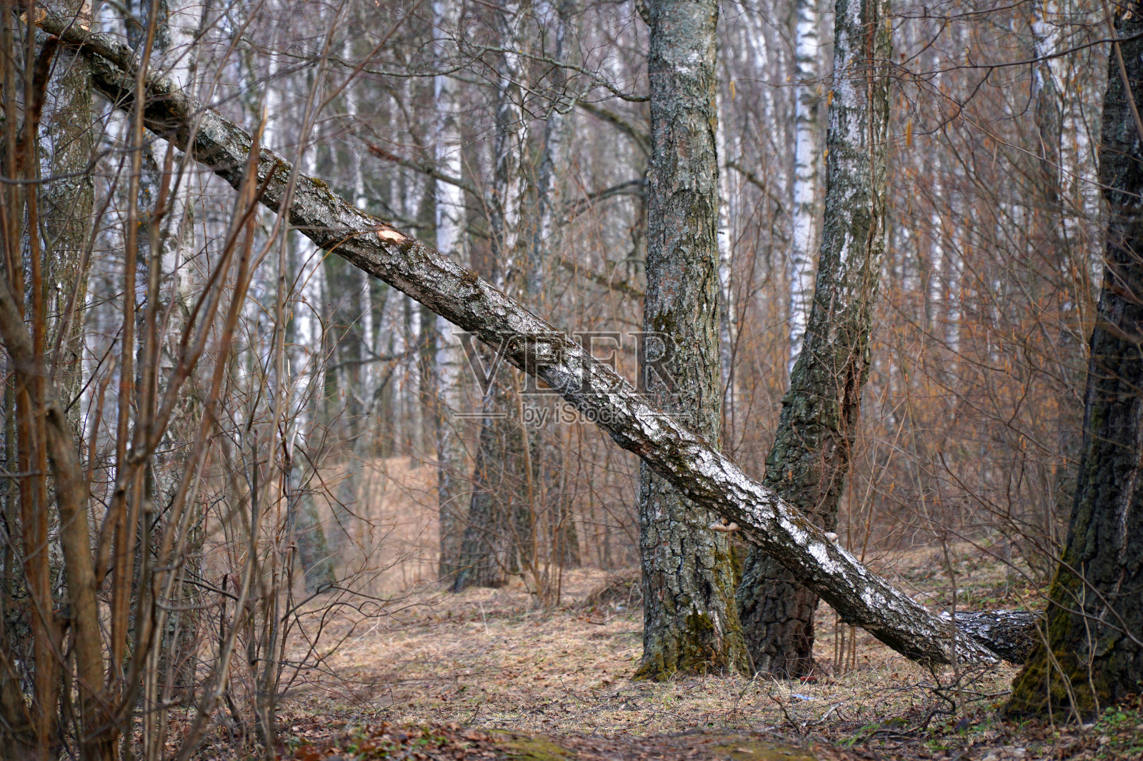 桦树林中一棵倒下的桦树照片摄影图片