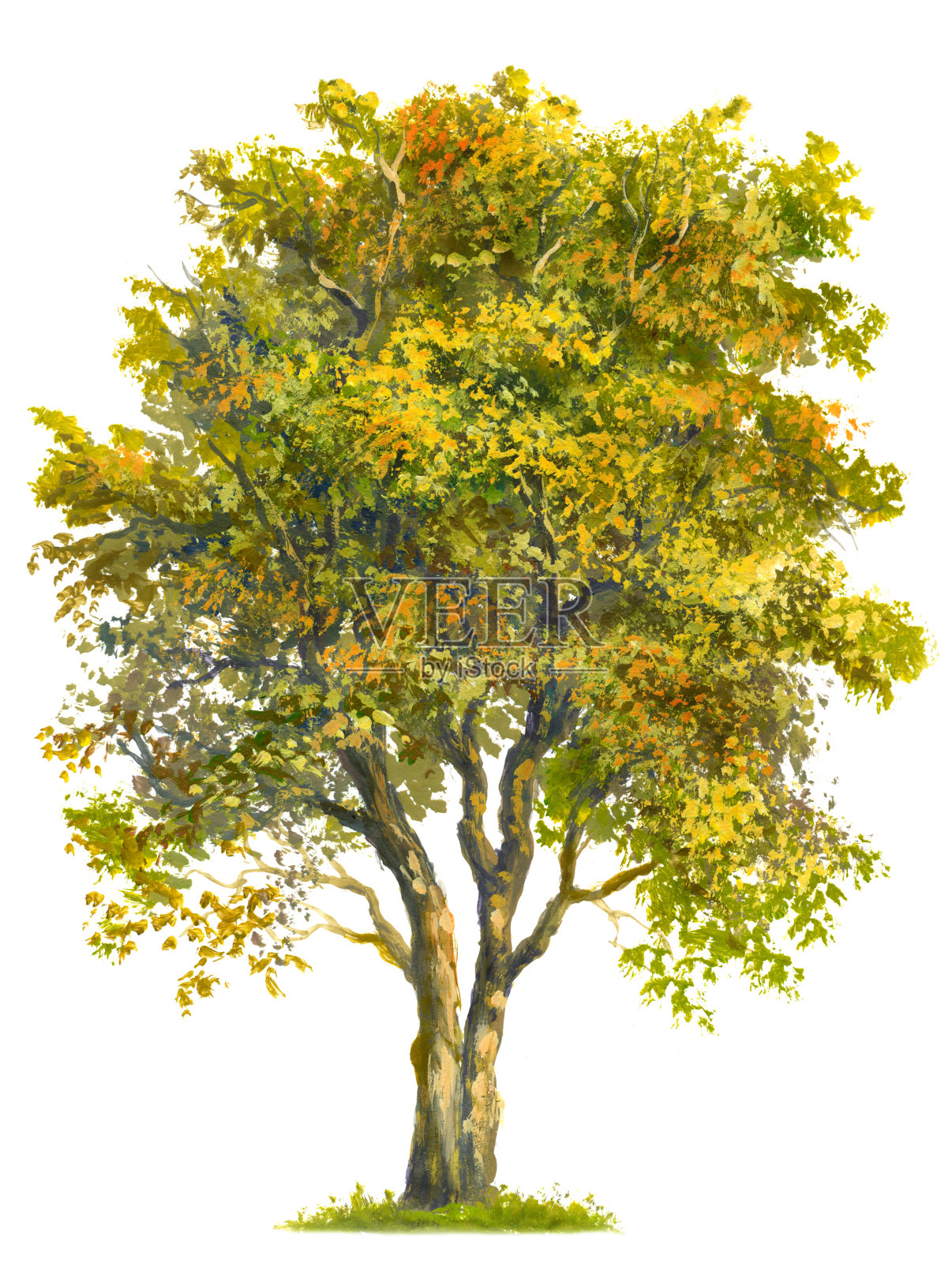 画树设计元素图片