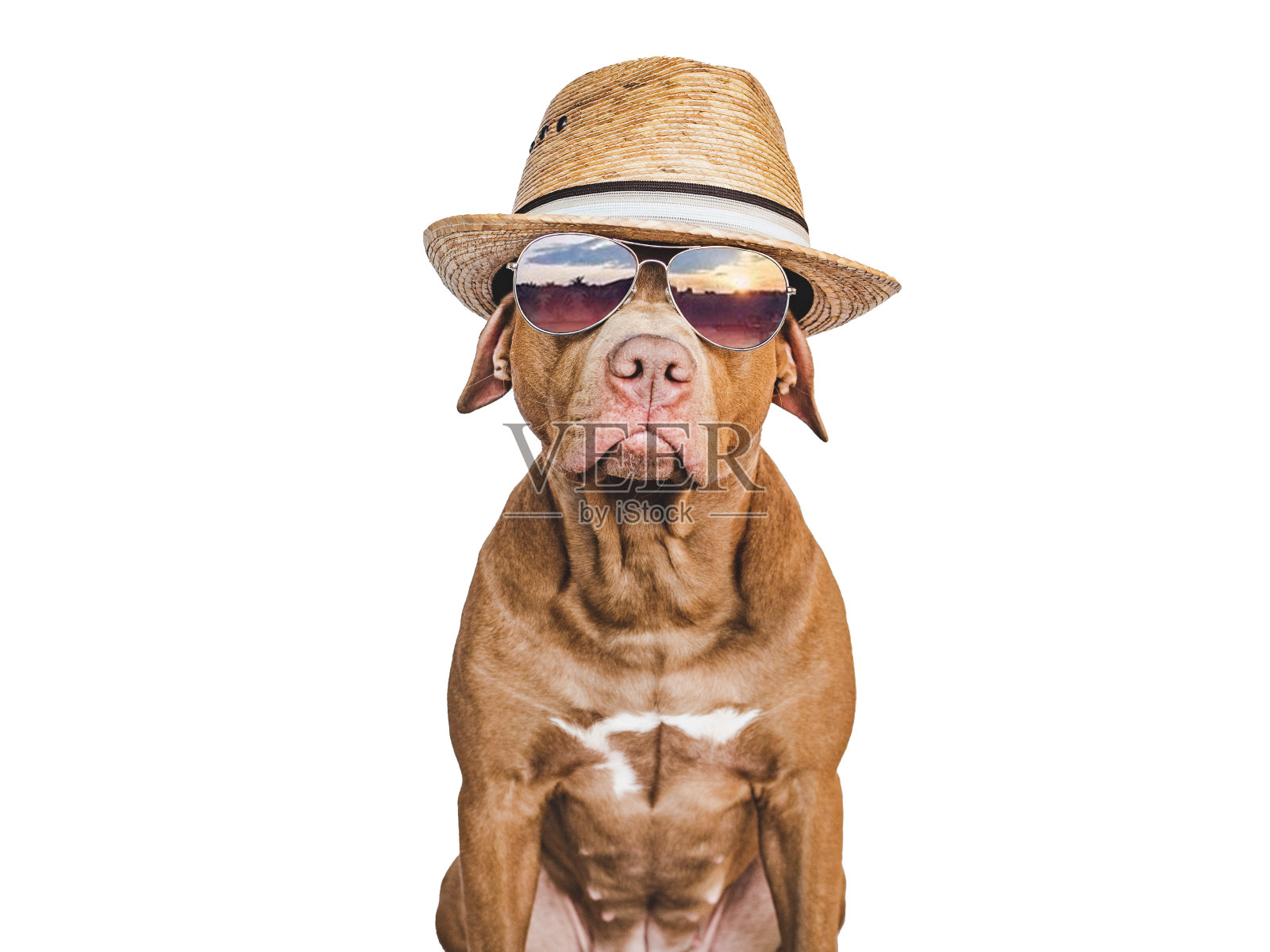 可爱的，漂亮的小狗棕色，太阳帽和太阳镜照片摄影图片