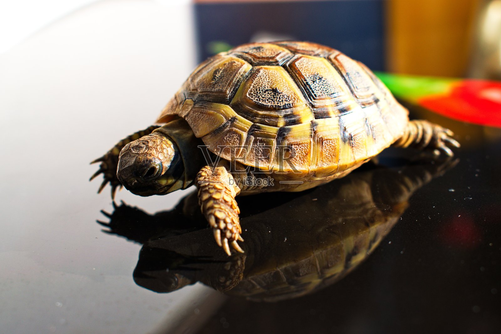 - 赫尔曼（ Testudo hermanni ）照片摄影图片