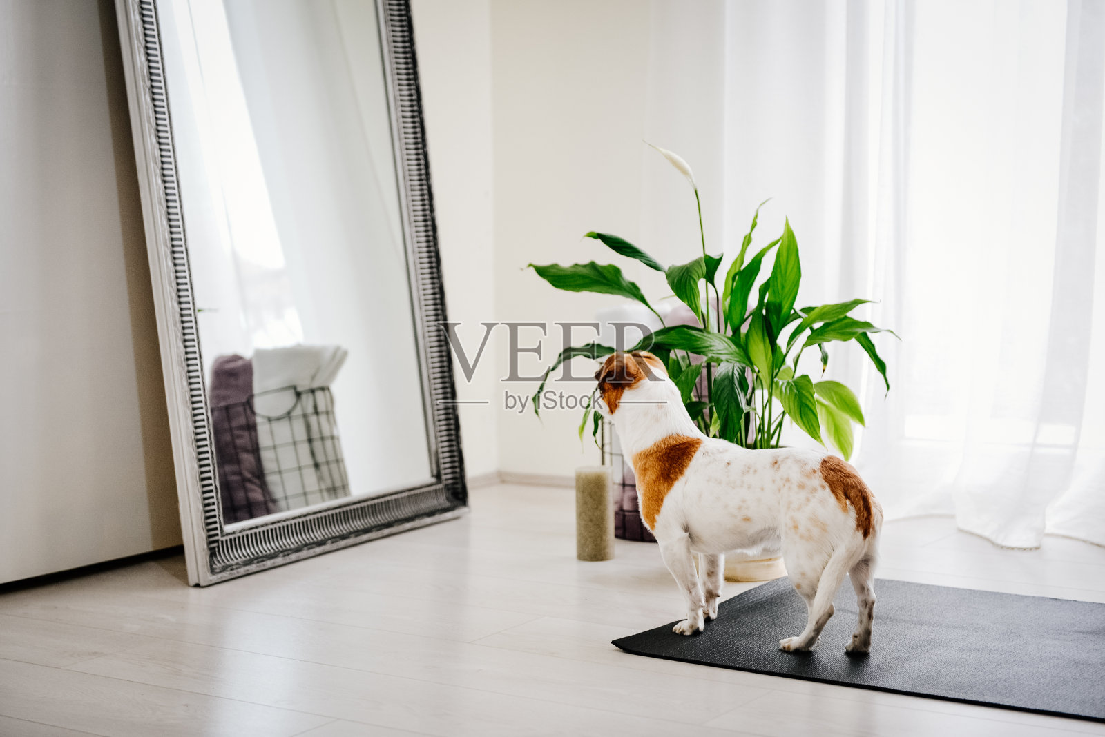 悲伤的狗独自在家地毯照片摄影图片