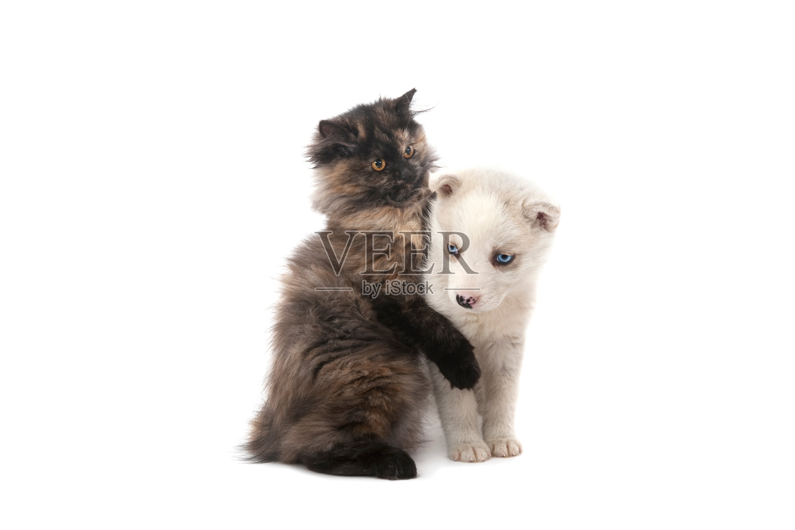 猫和狗照片摄影图片