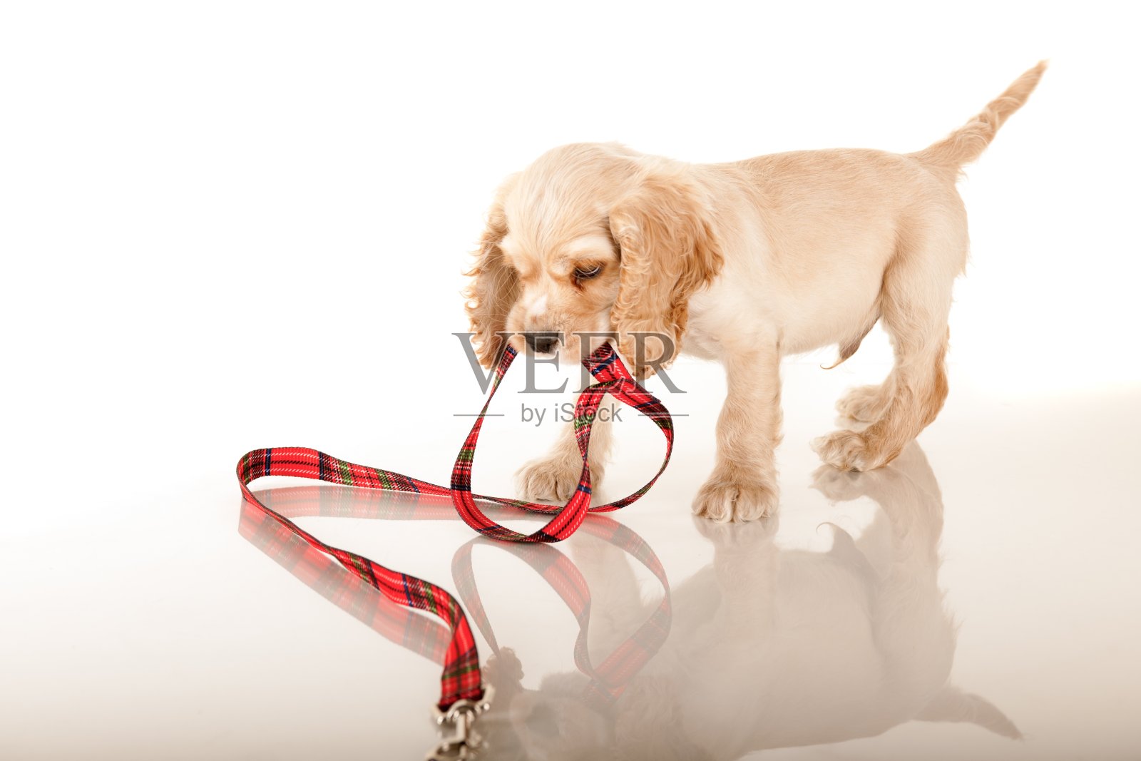 小狗照片摄影图片