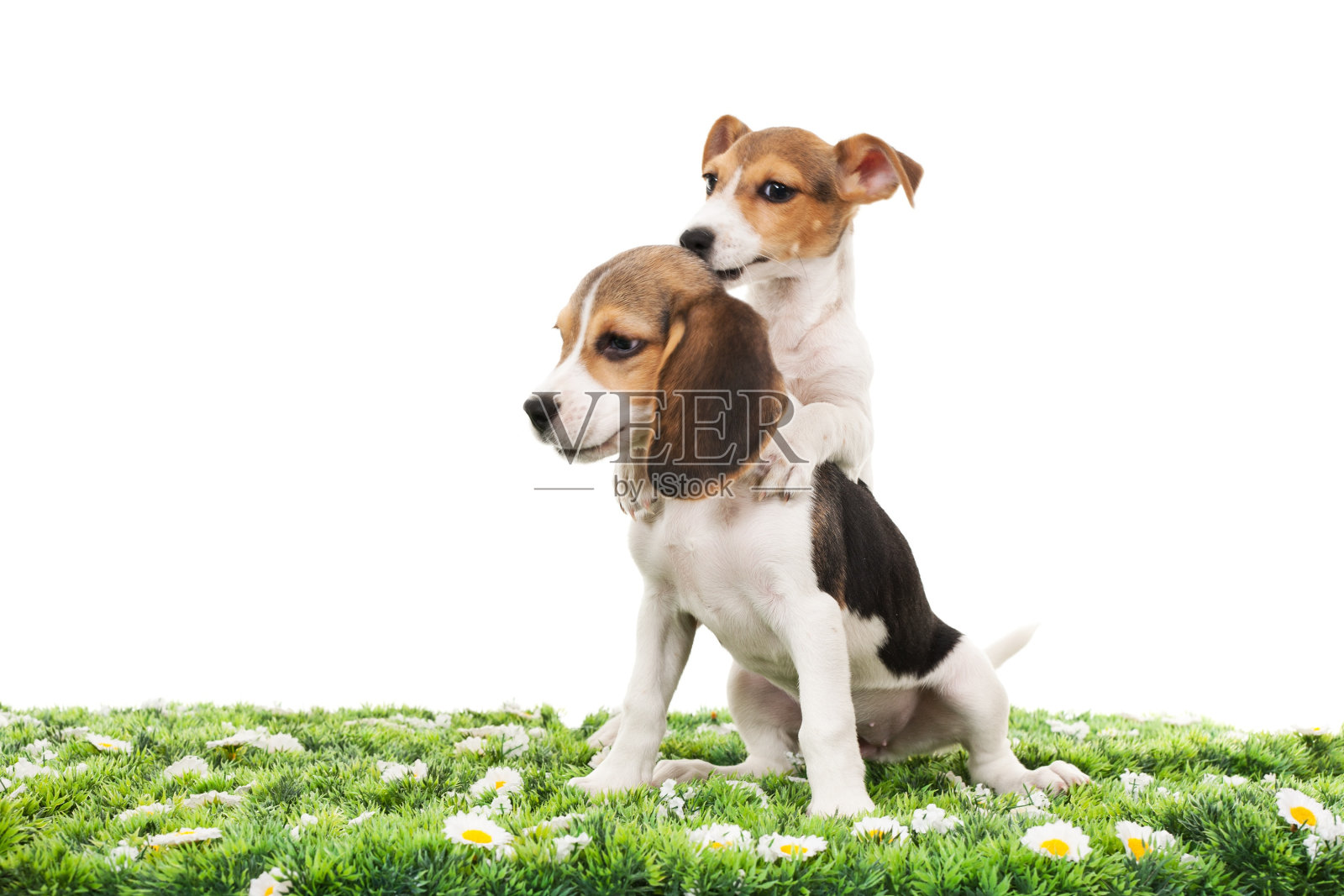 杰克罗素梗和小猎犬照片摄影图片