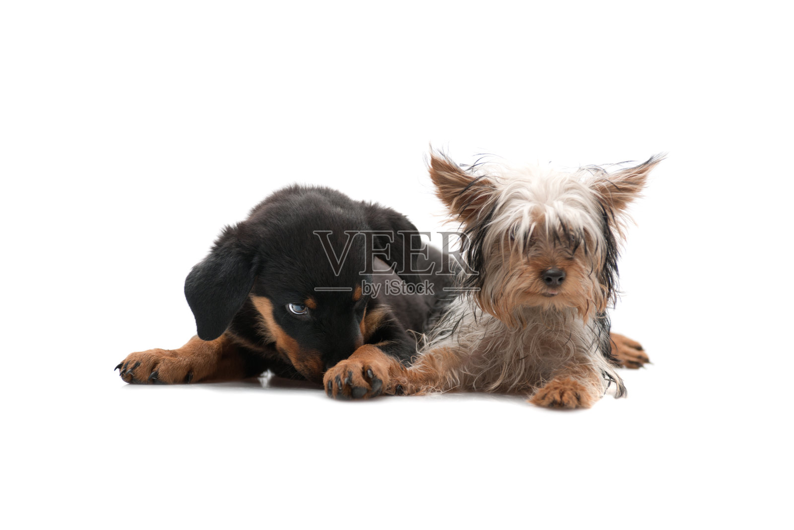 两个好朋友照片摄影图片