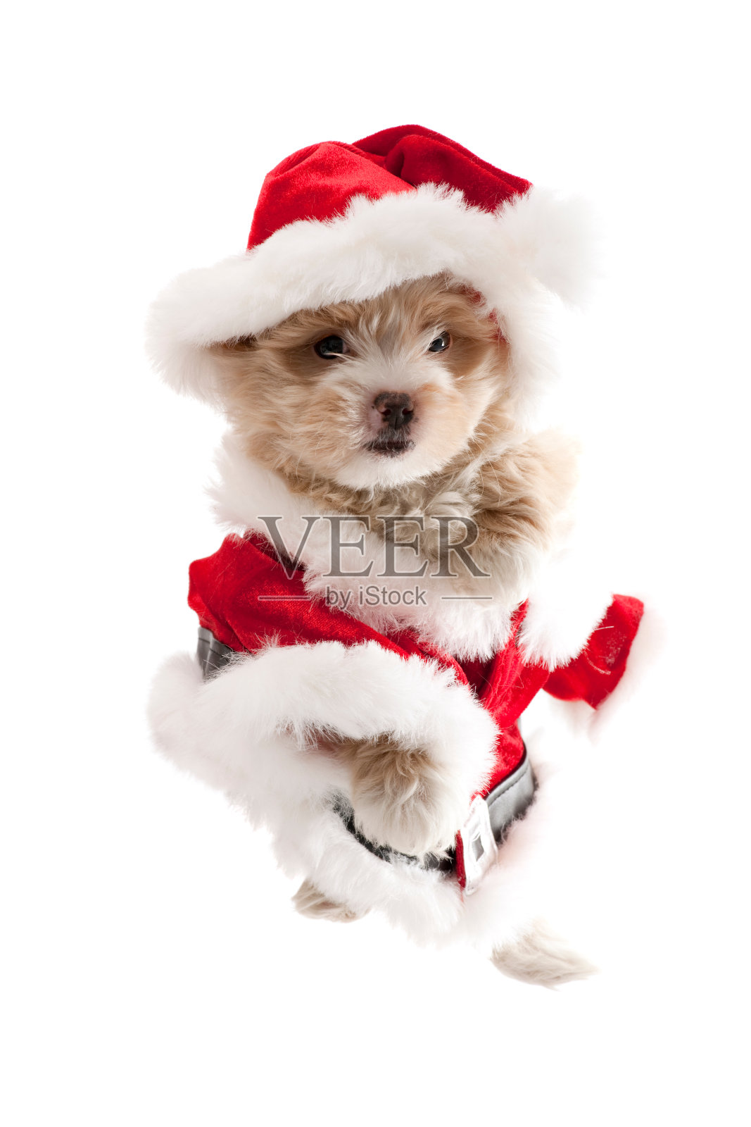 圣诞老人的狗照片摄影图片