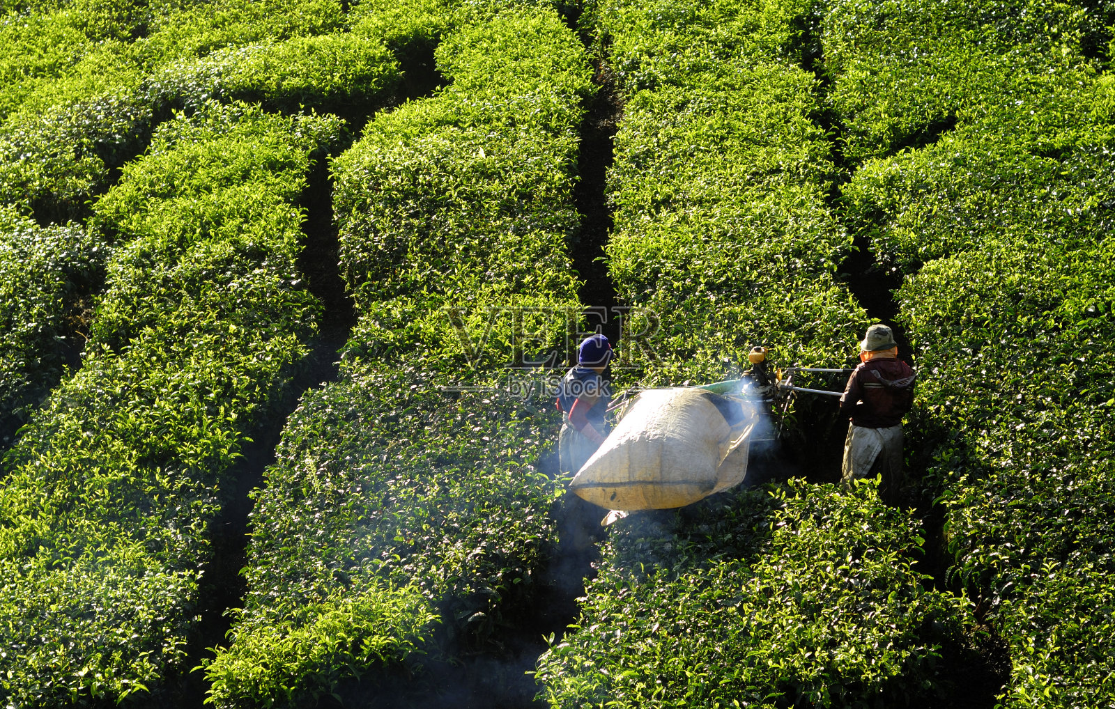 茶园照片摄影图片