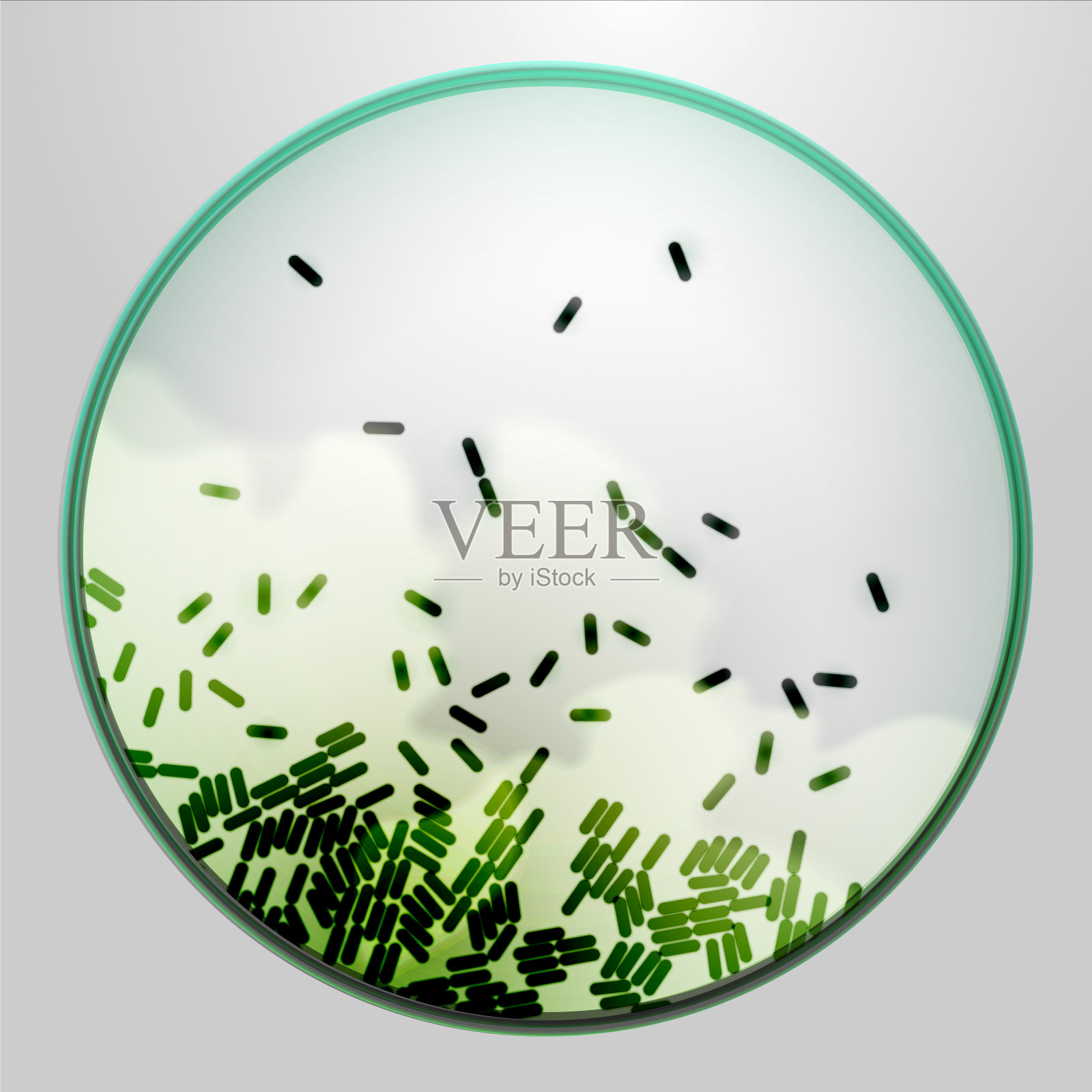 培养皿中有琼脂和细菌插画图片素材