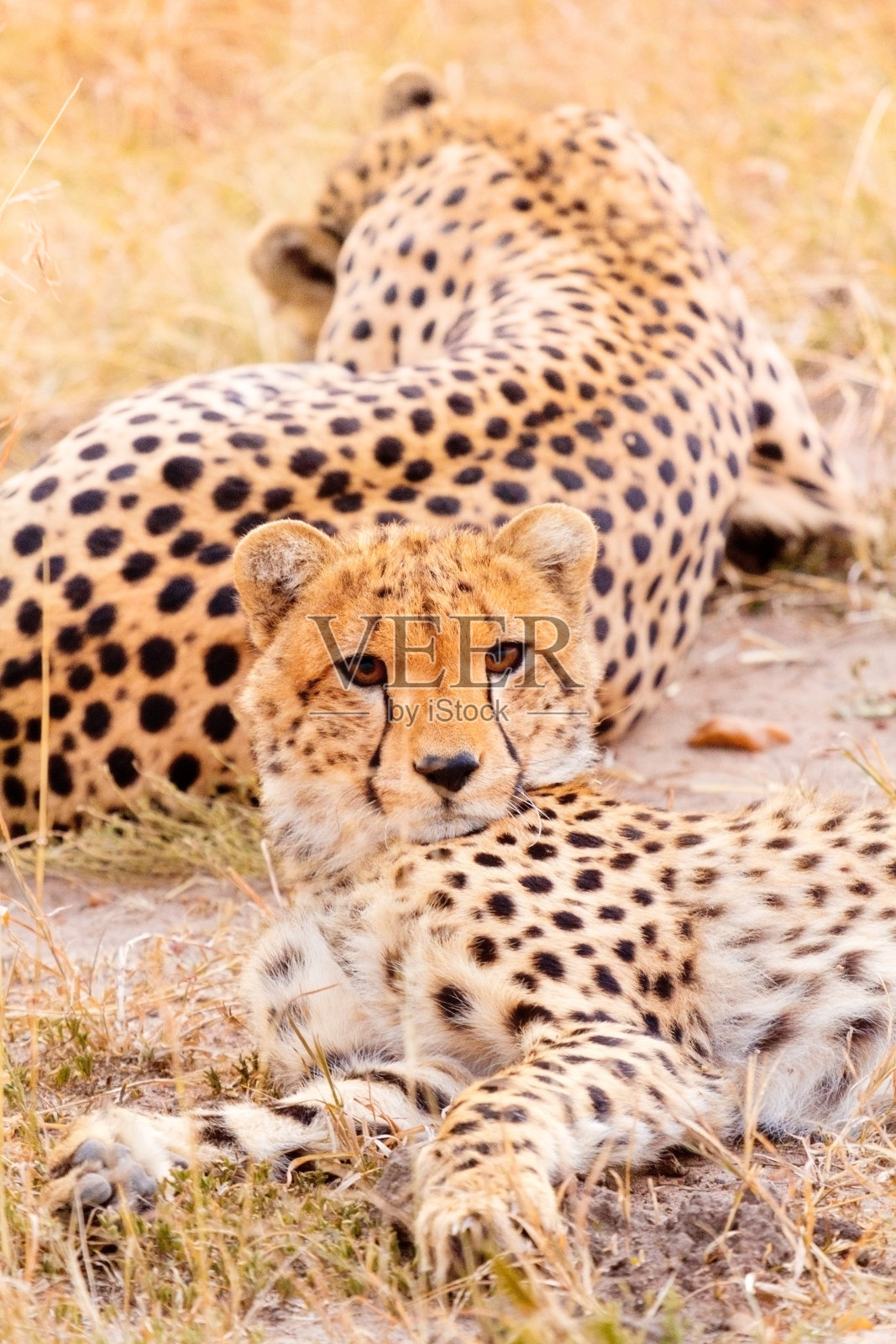 马赛马拉的猎豹照片摄影图片